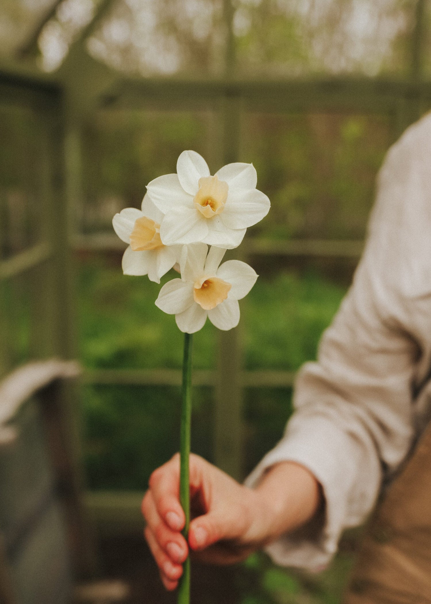 Narcissus - Kapiti Peach
