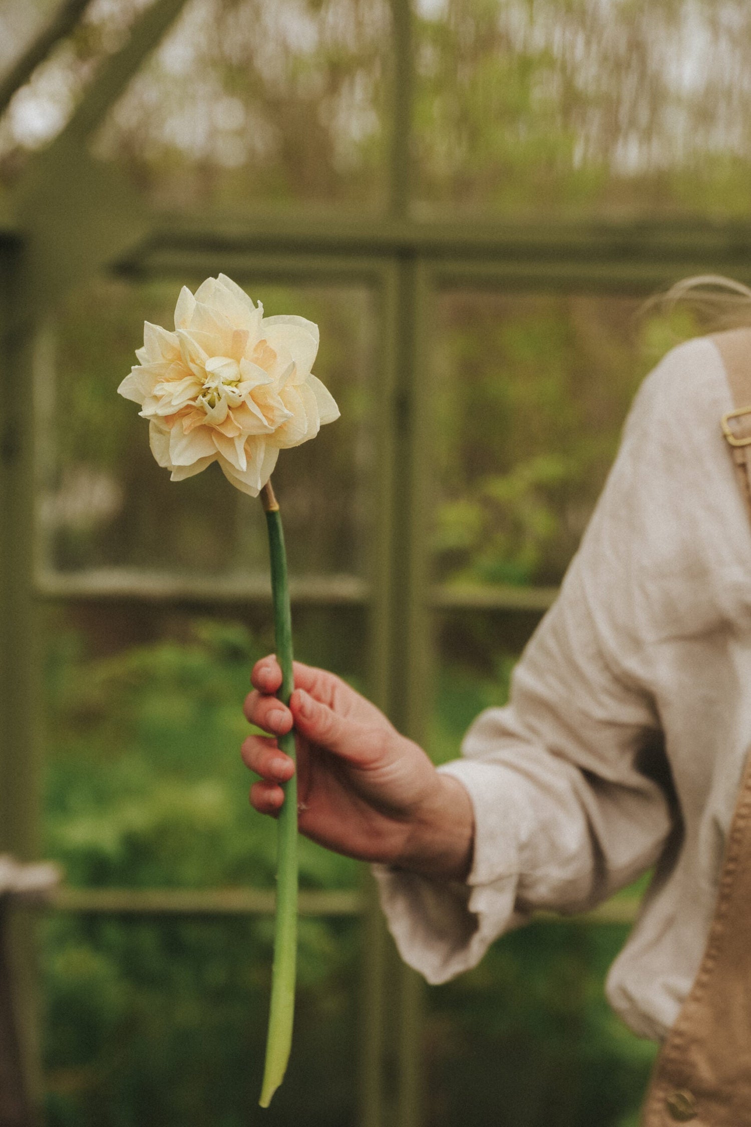 Narcissus - Pom Pom Rose