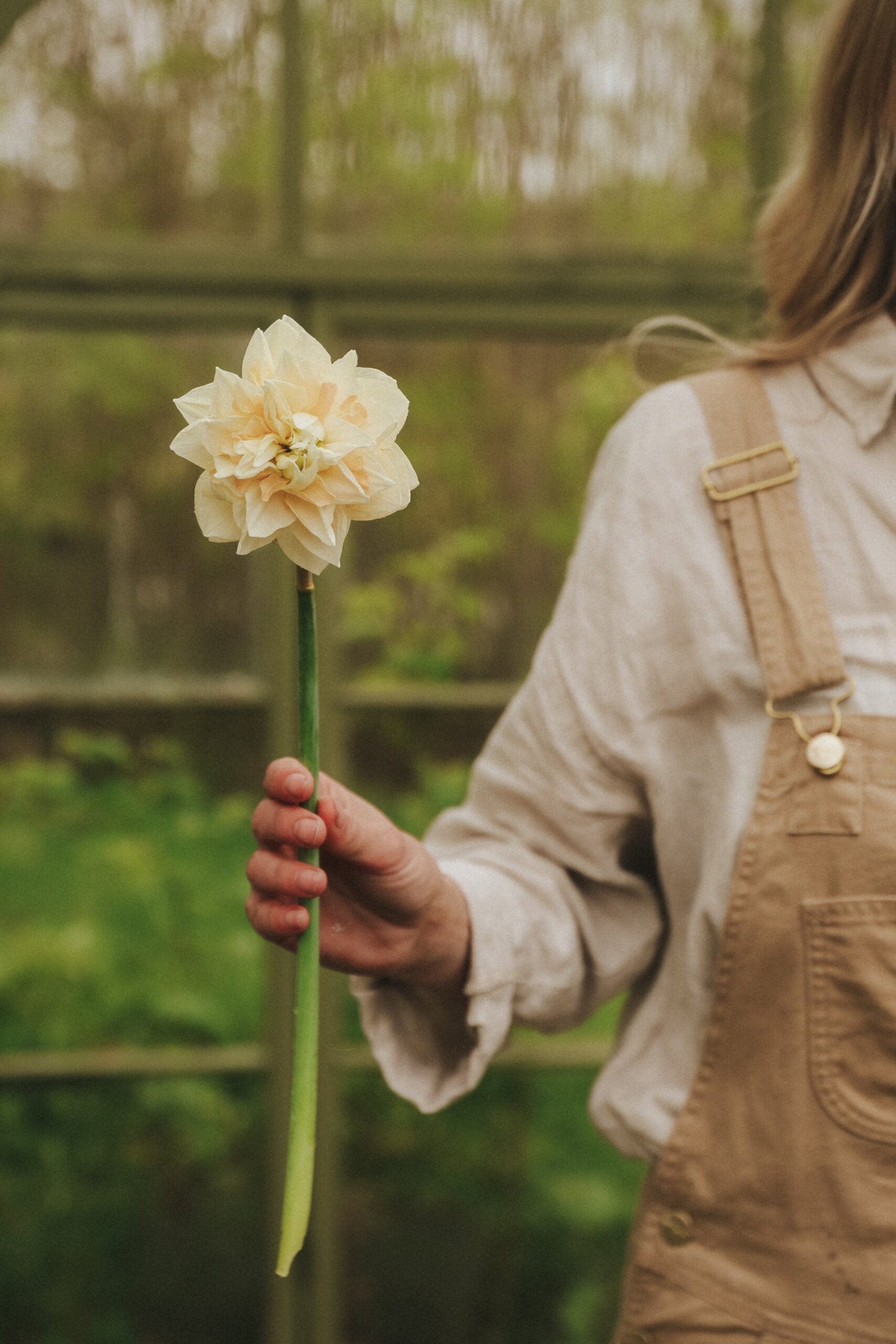 Narcissus - Pom Pom Rose