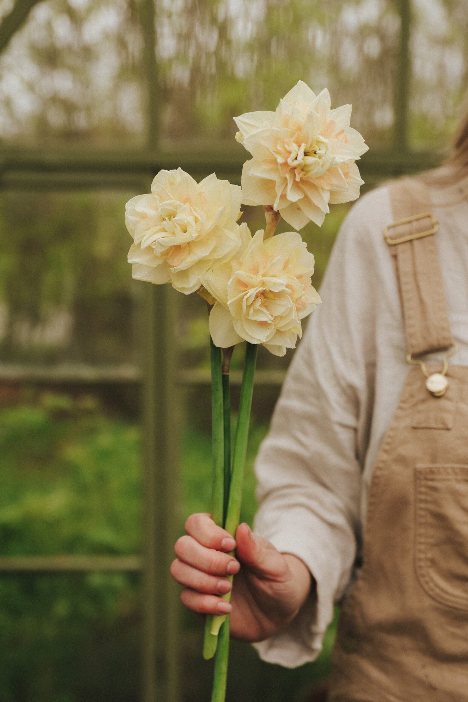 Narcissus - Pom Pom Rose
