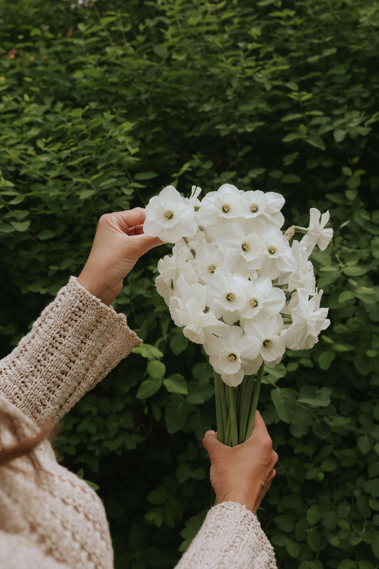 Narcissus - Arctic Power