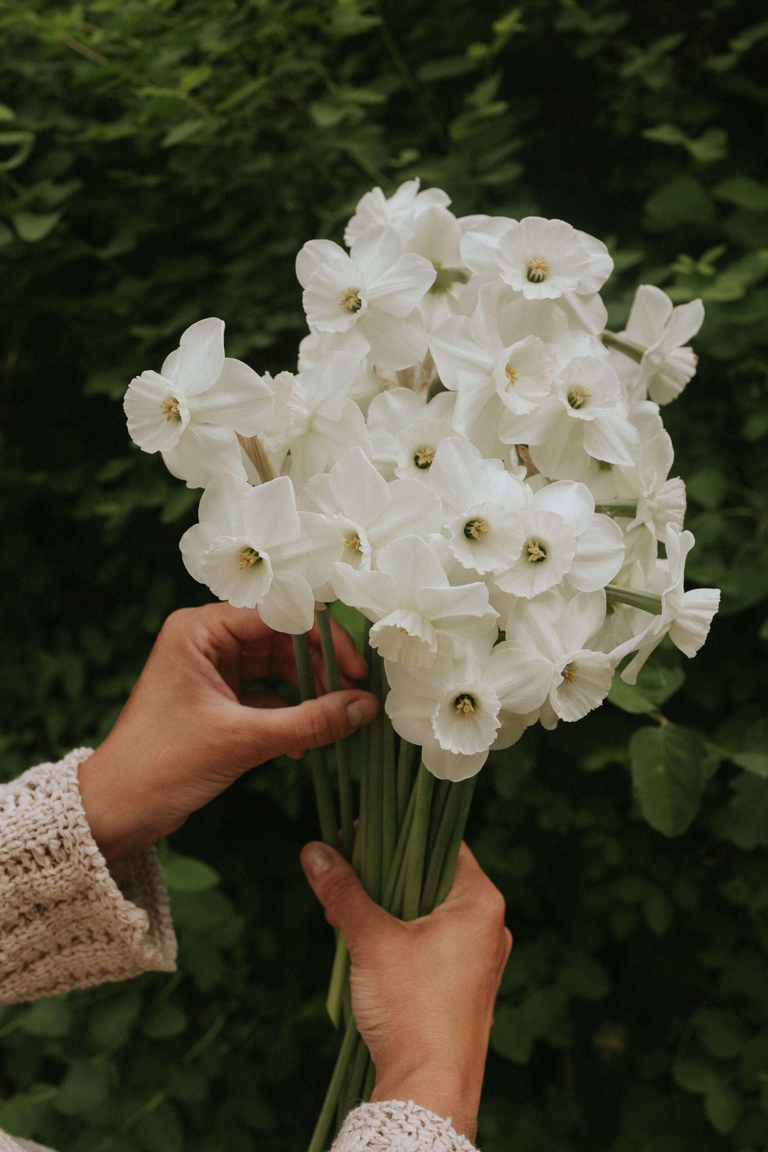 Narcissus - Arctic Power