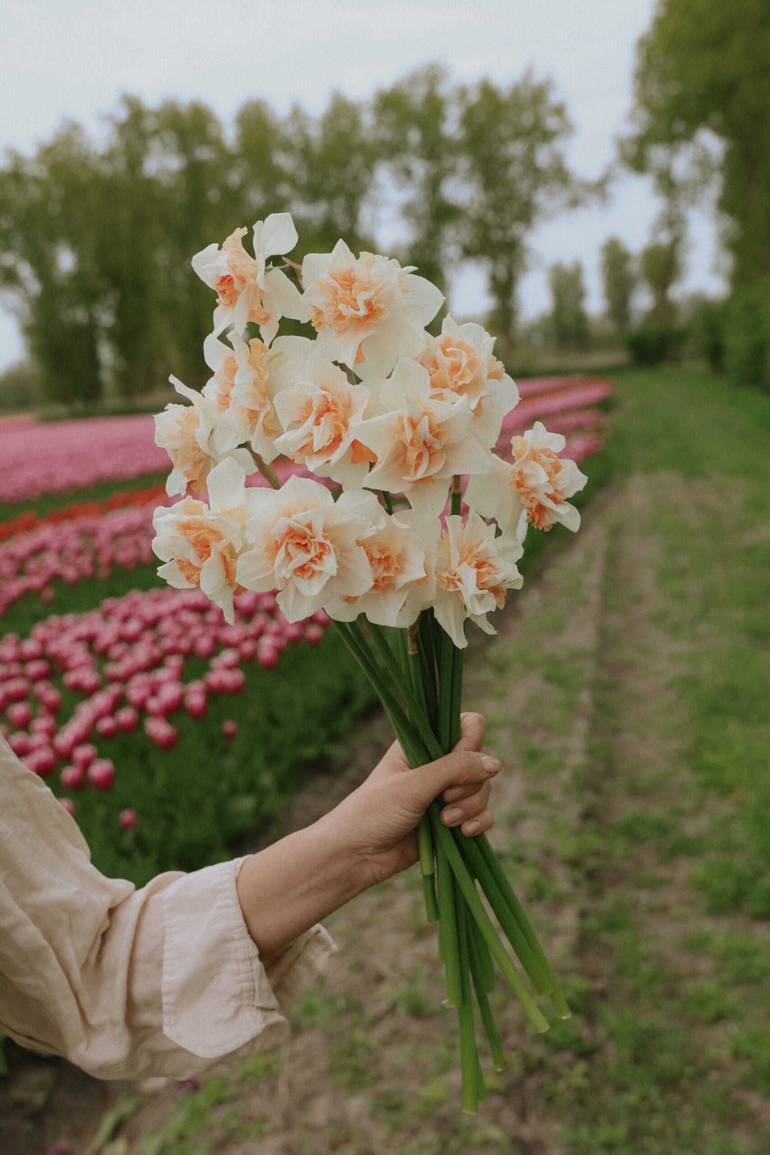 Narcissus - Sweet Paradise