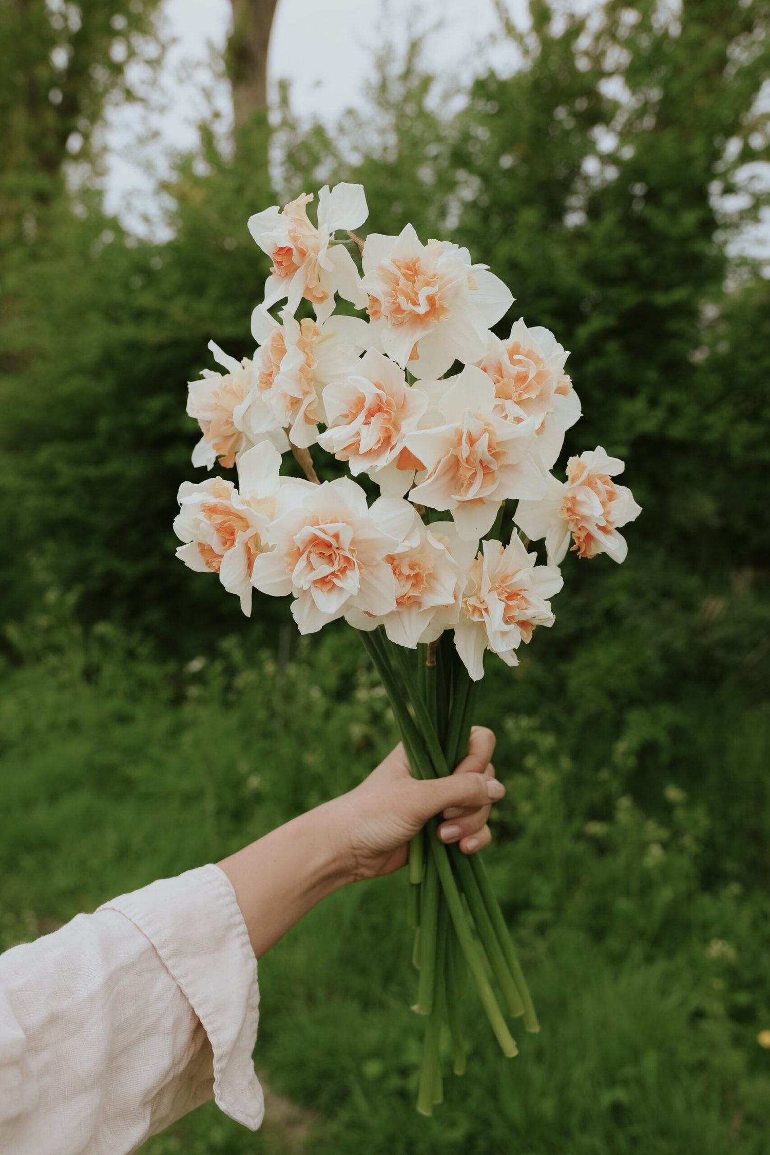 Narcissus - Sweet Paradise