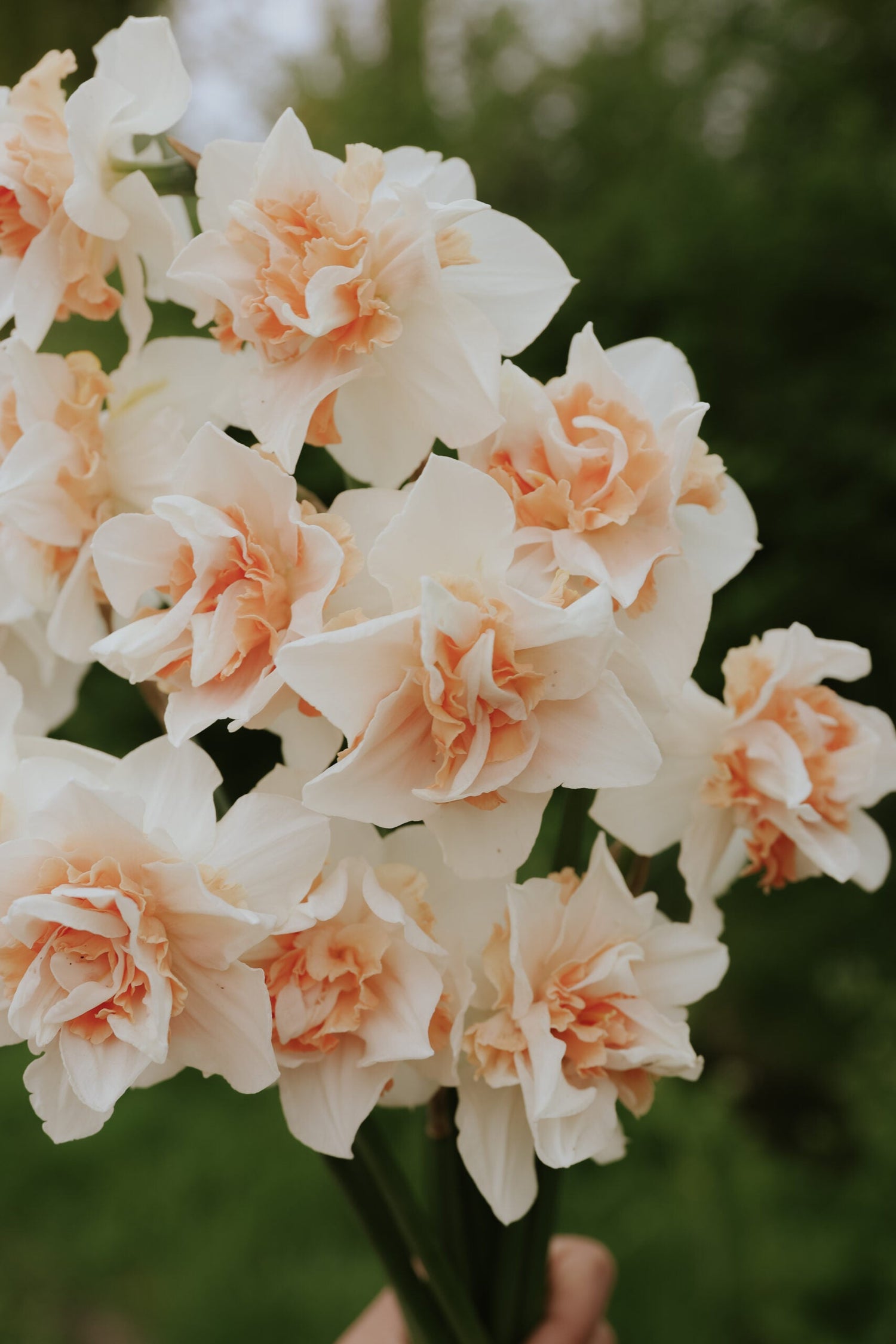 Narcissus - Sweet Paradise