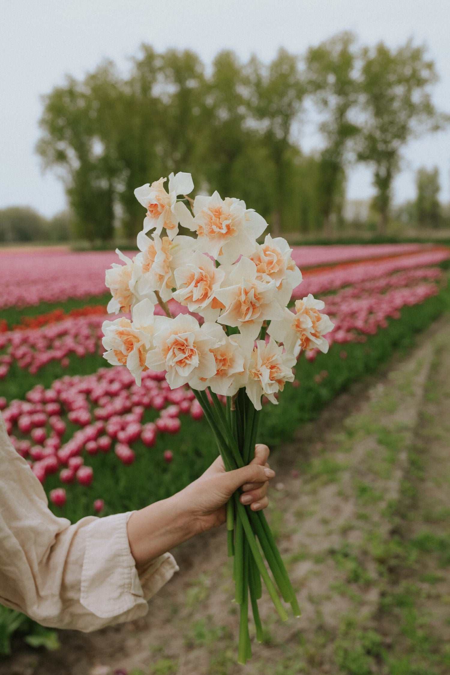 Narcissus - Sweet Paradise