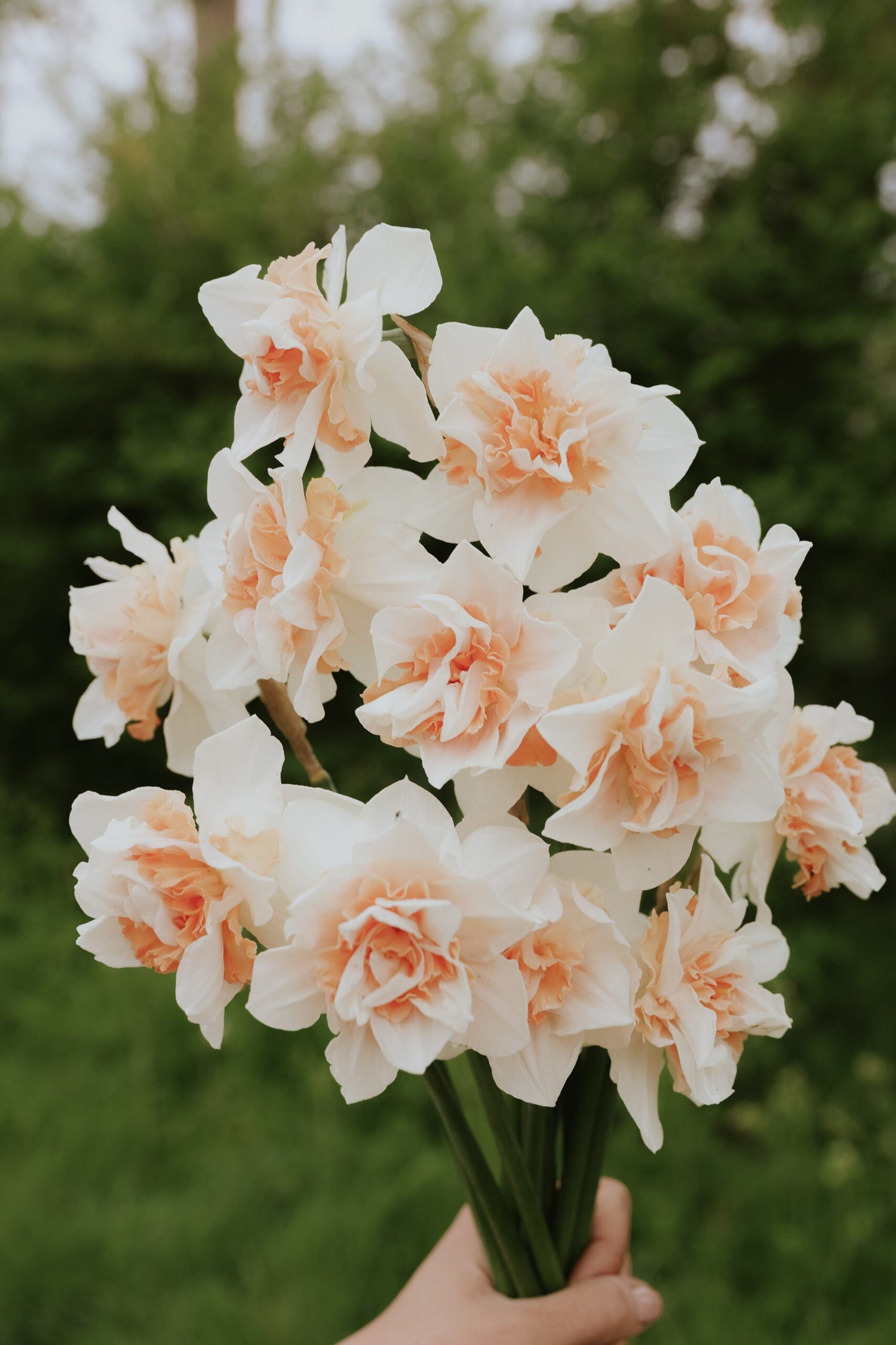 Narcissus - Sweet Paradise