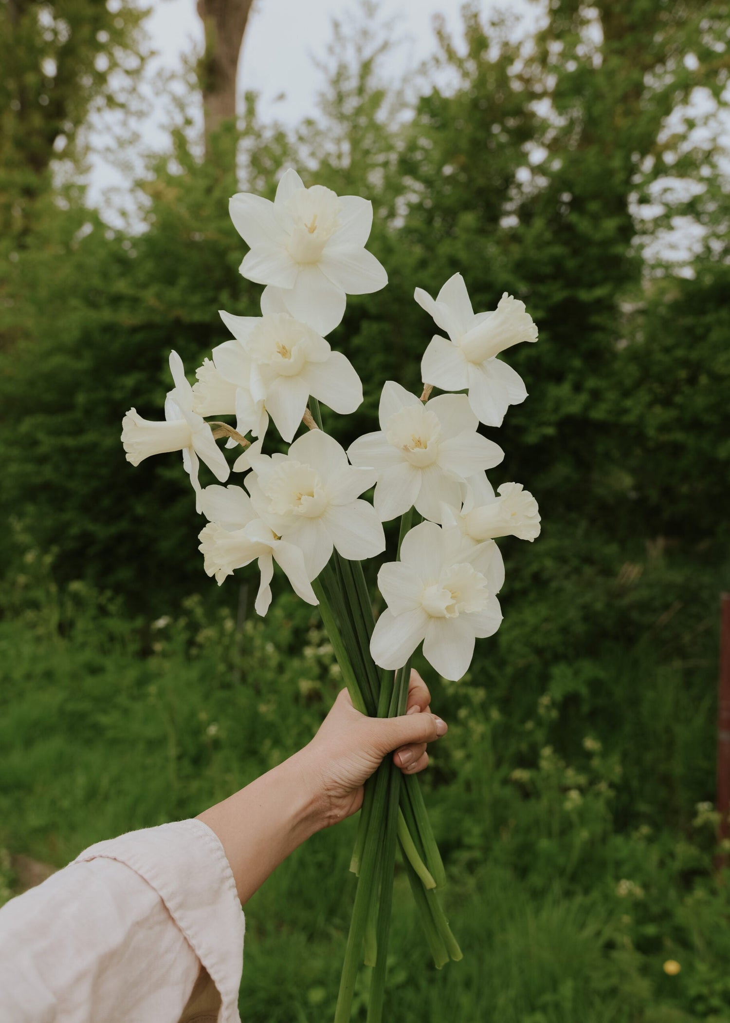 Narcissus - Watch Up