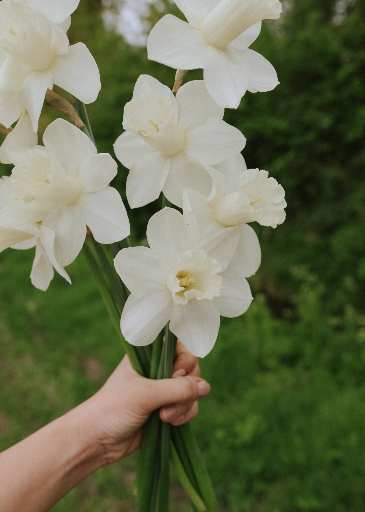 Narcissus - Watch Up