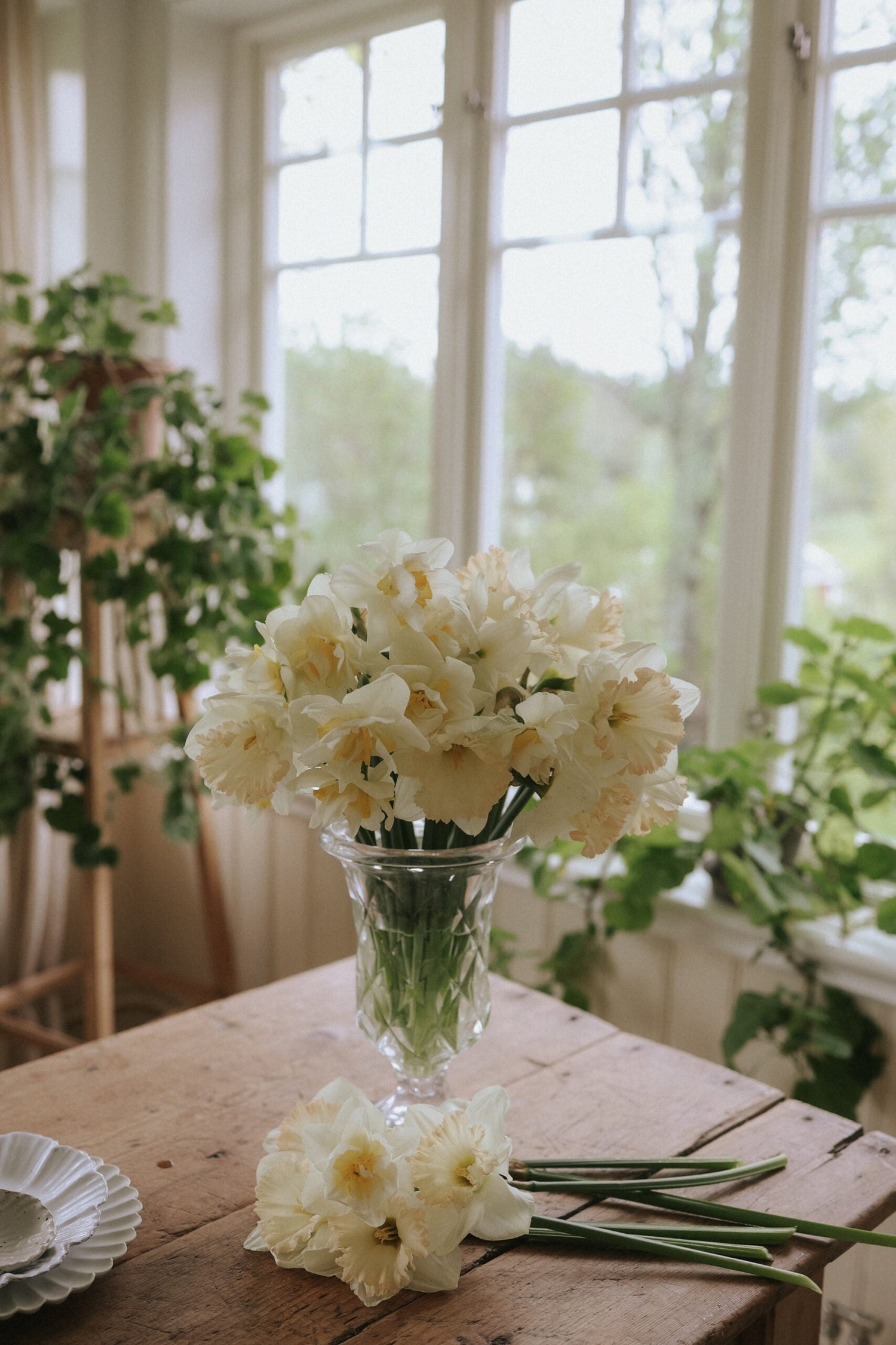 Narcissus - British Gamble