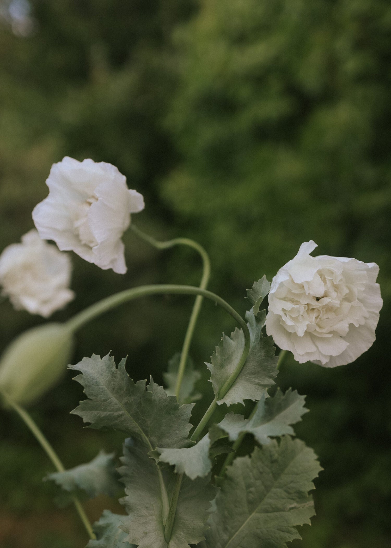 Opium Poppy - Double White