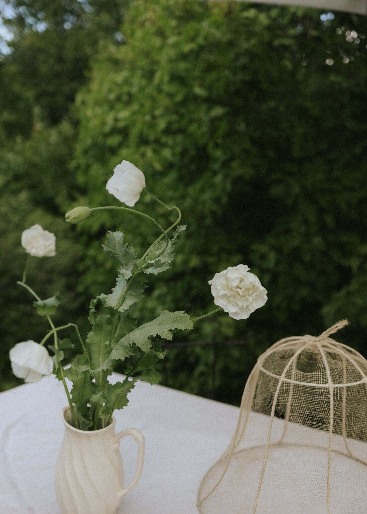 Opium Poppy - Double White