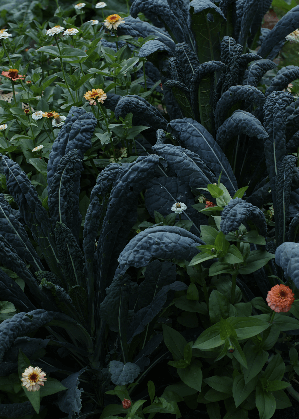 Samen Palmkohl - Nero Di Toscana