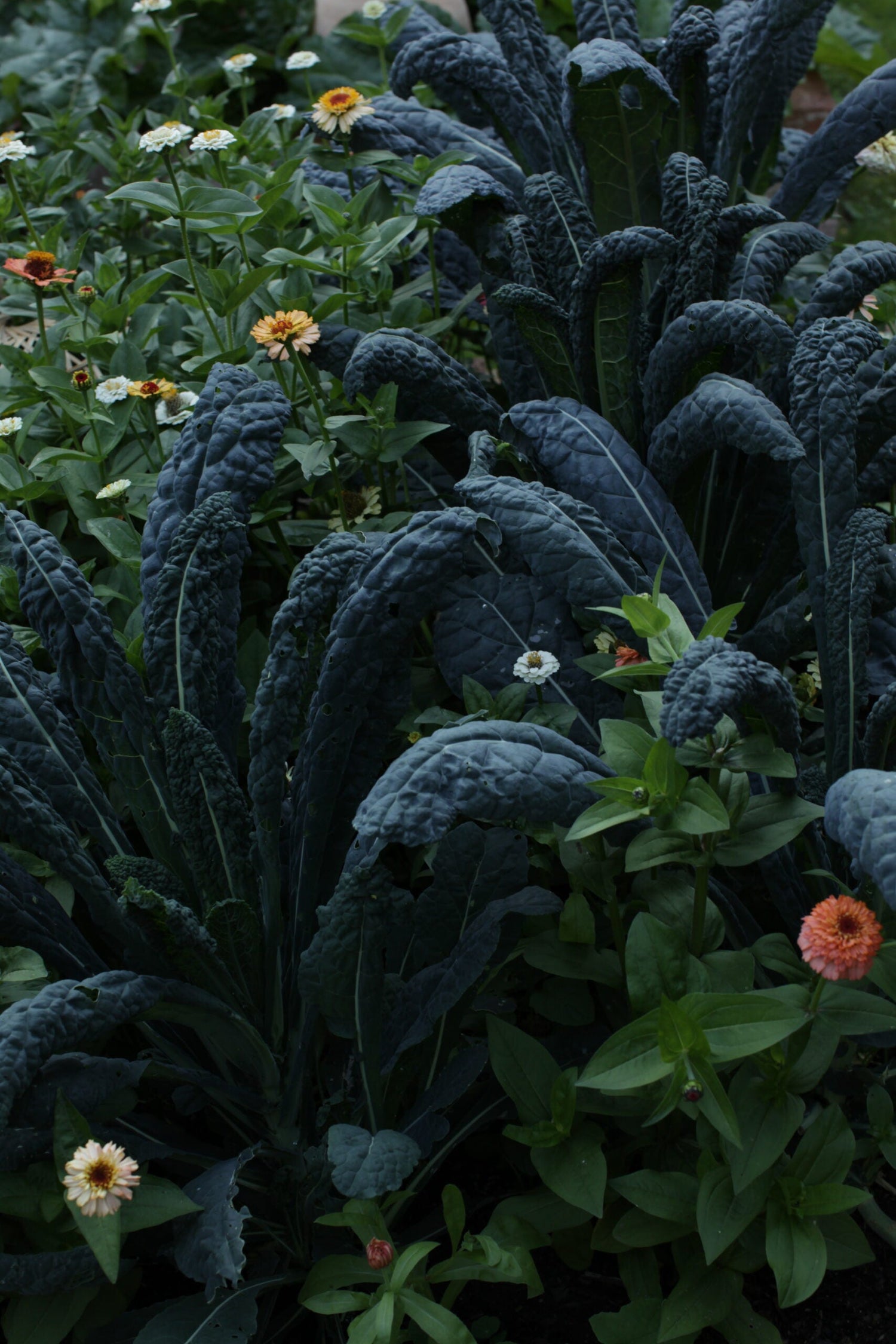 Palmkohl - Nero Di Toscana