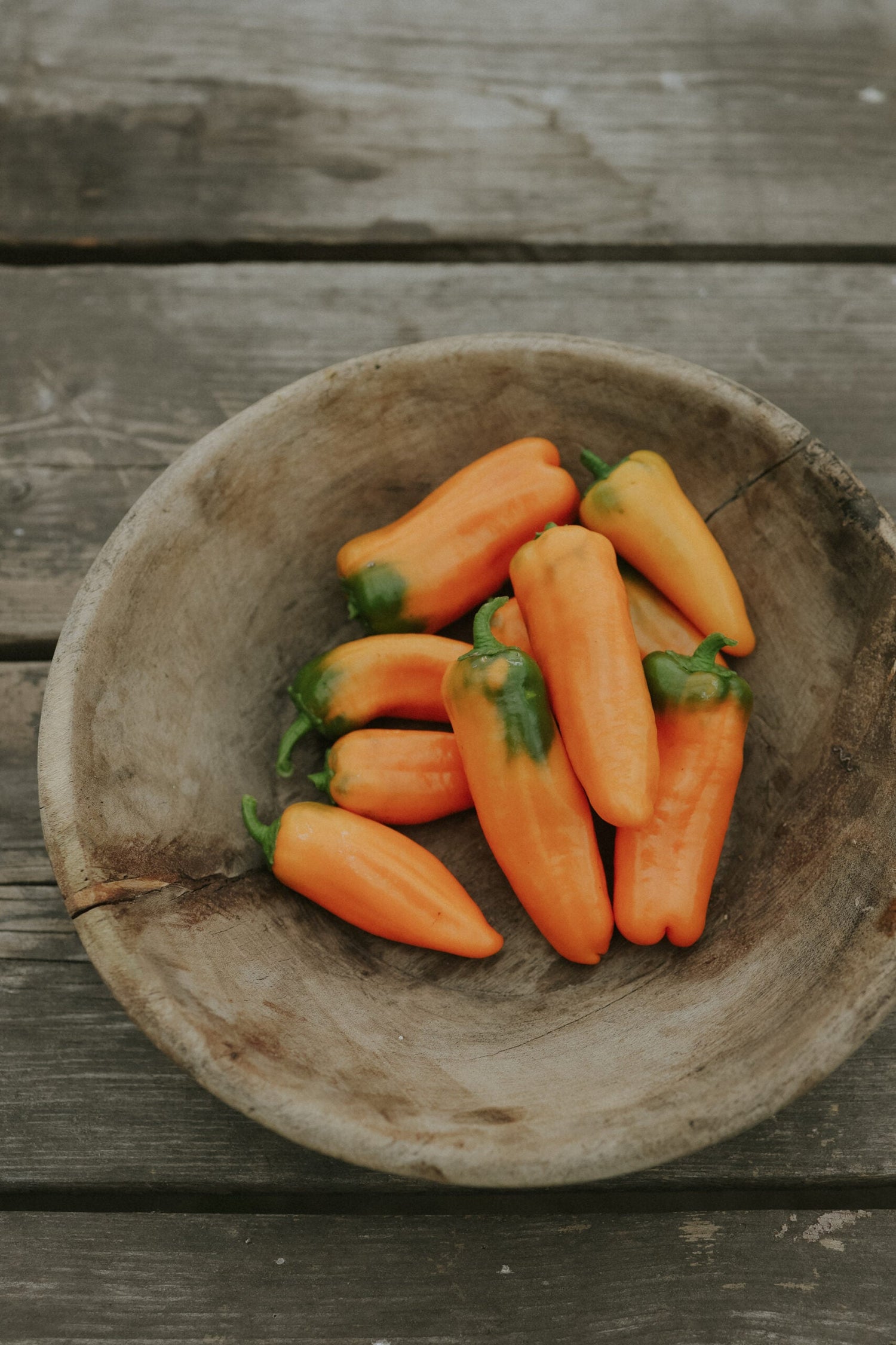 Snackpaprika - Flynn EKO