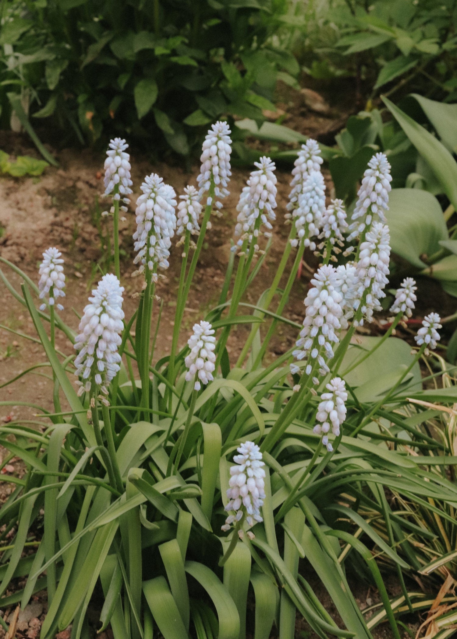 Grape Hyacinth - Baby's Breath