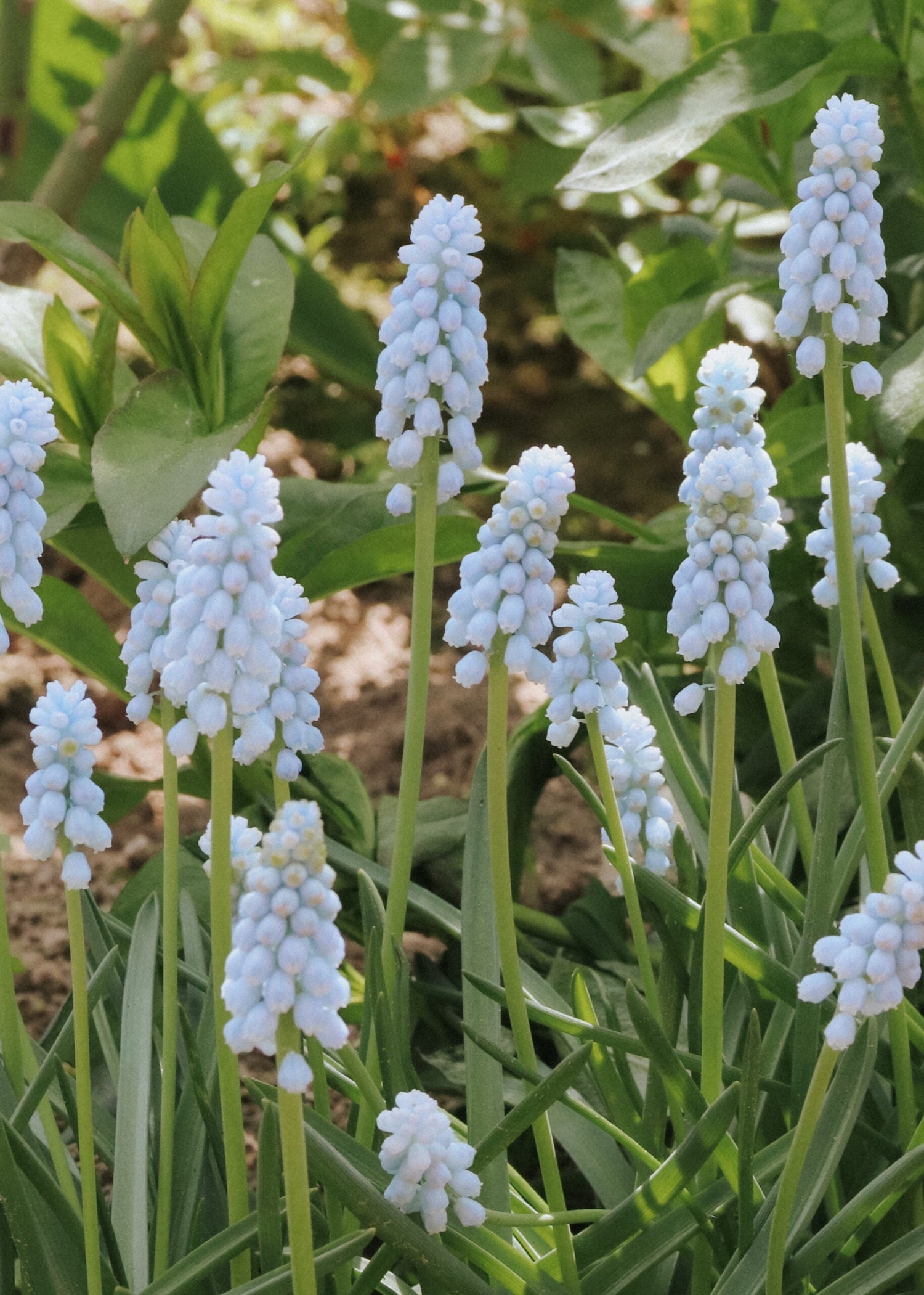 Grape Hyacinth - Baby's Breath