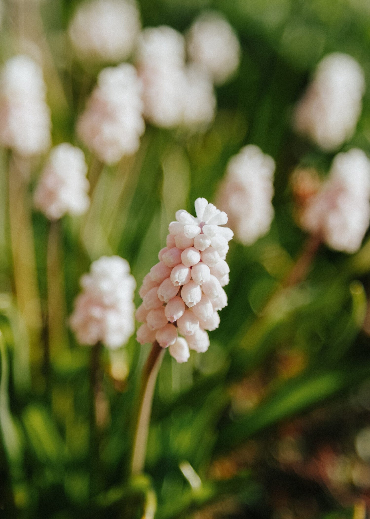 Pärlhyacint - Pink Surprise