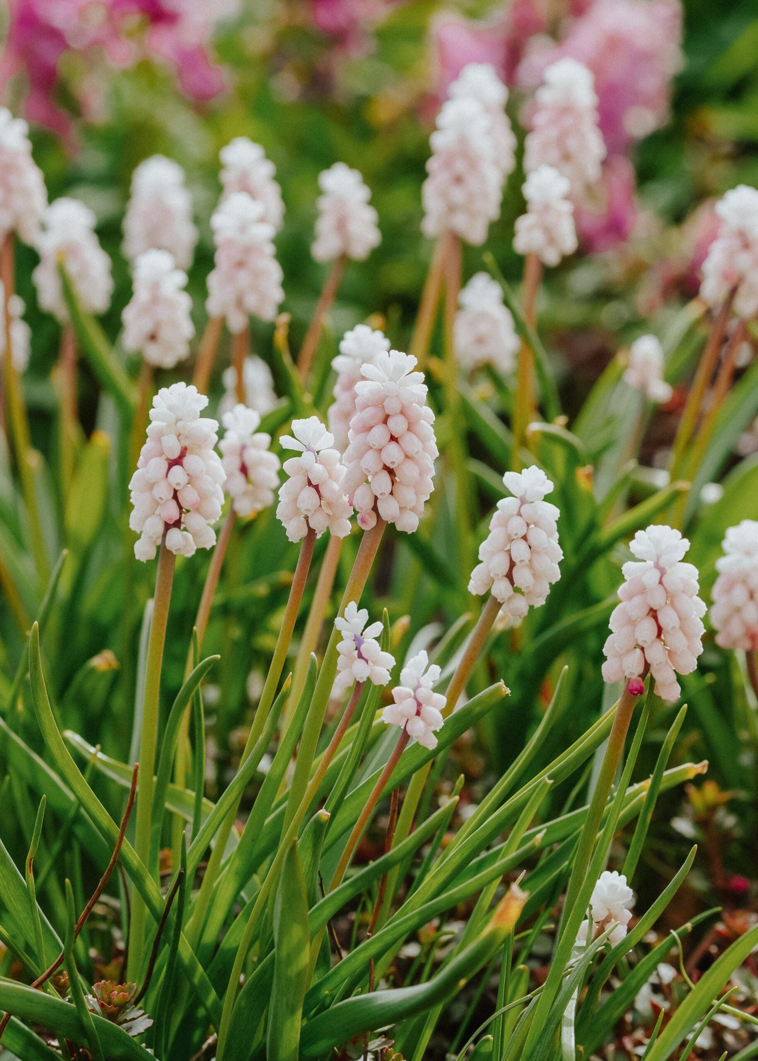 Grape Hyacinth - Pink Surprise
