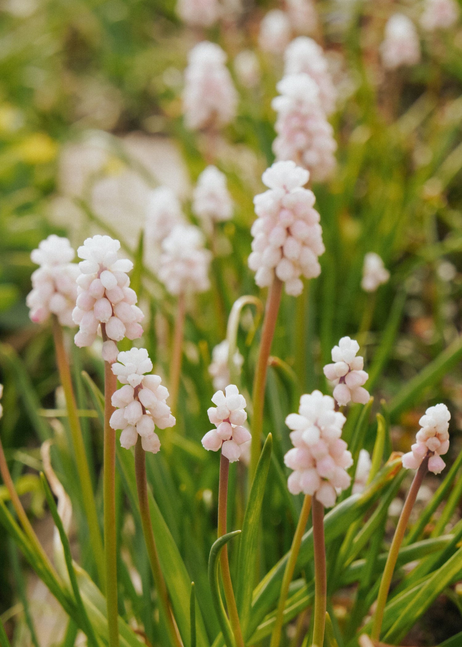Grape Hyacinth - Pink Surprise