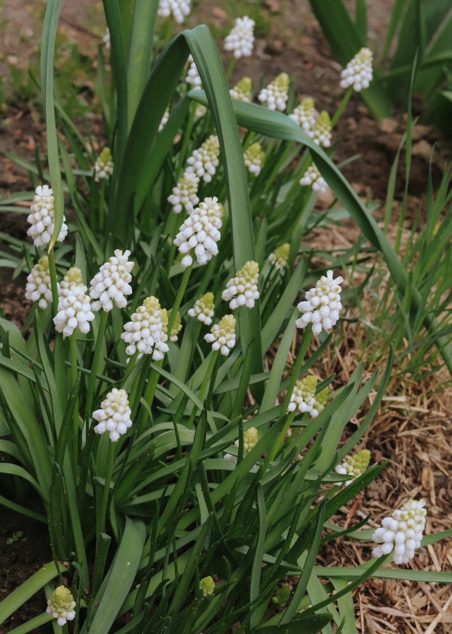 Grape Hyacinth - White Magic