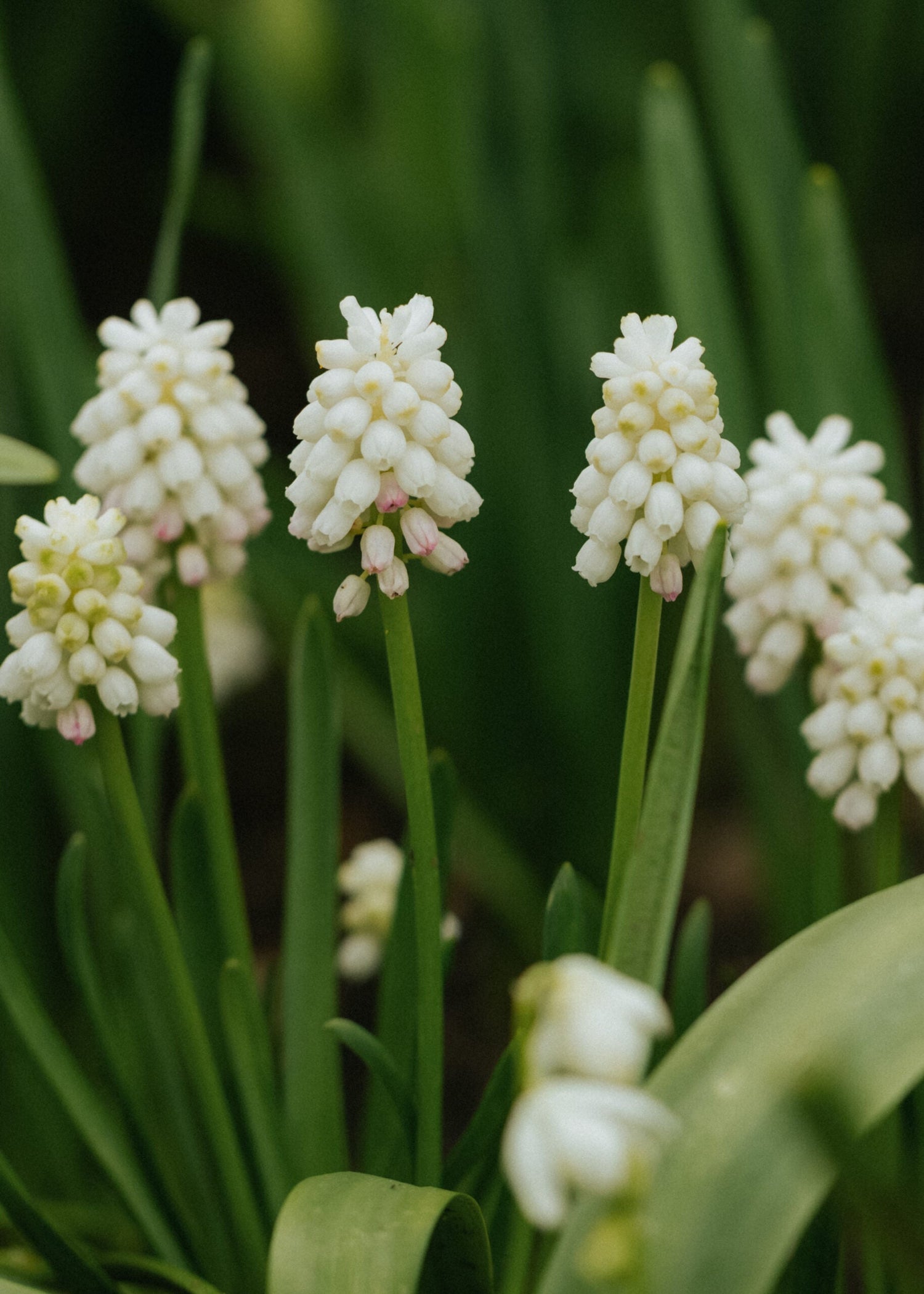 Grape Hyacinth - White Magic