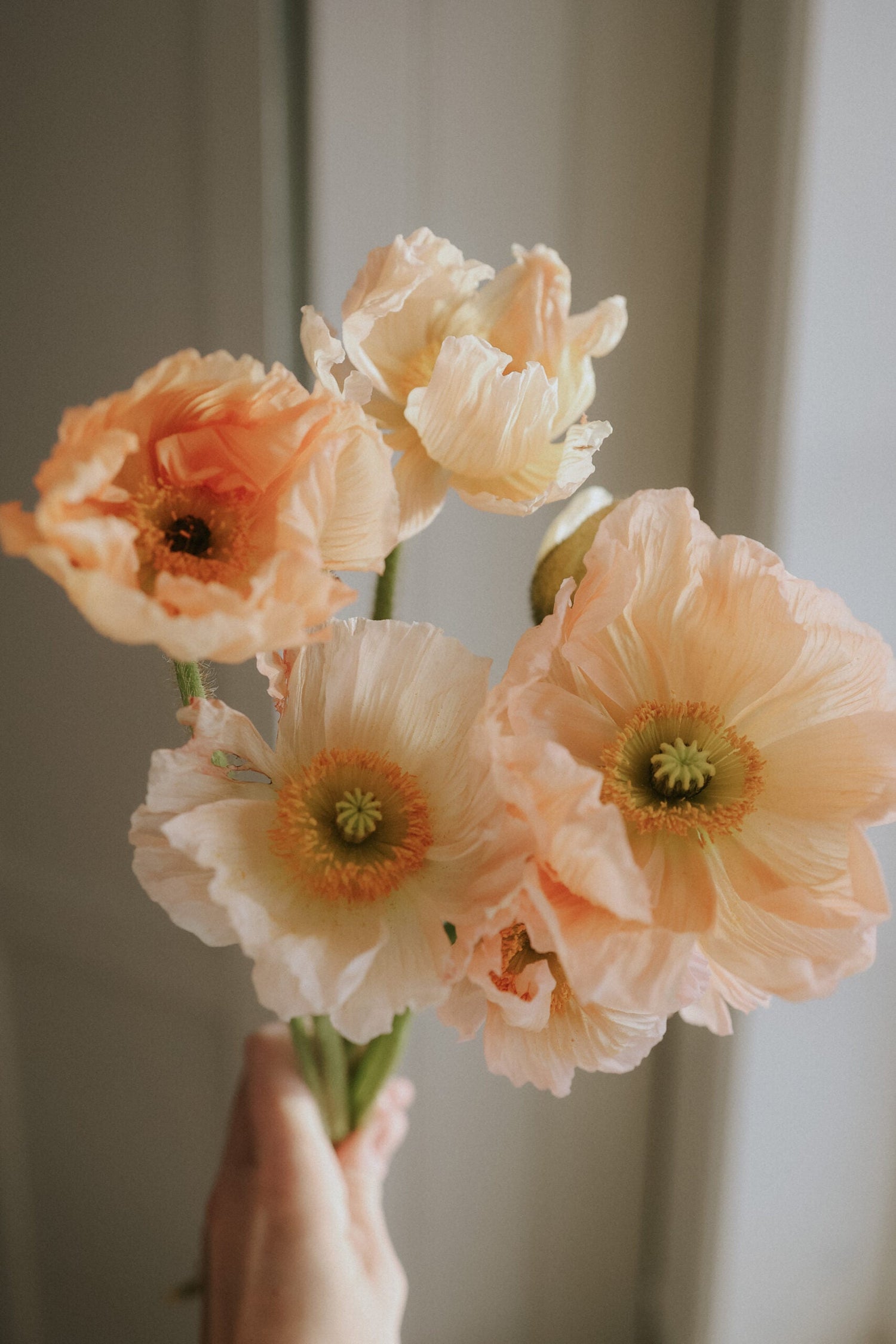 Artic Poppy - Rosa Chiaro Pastello