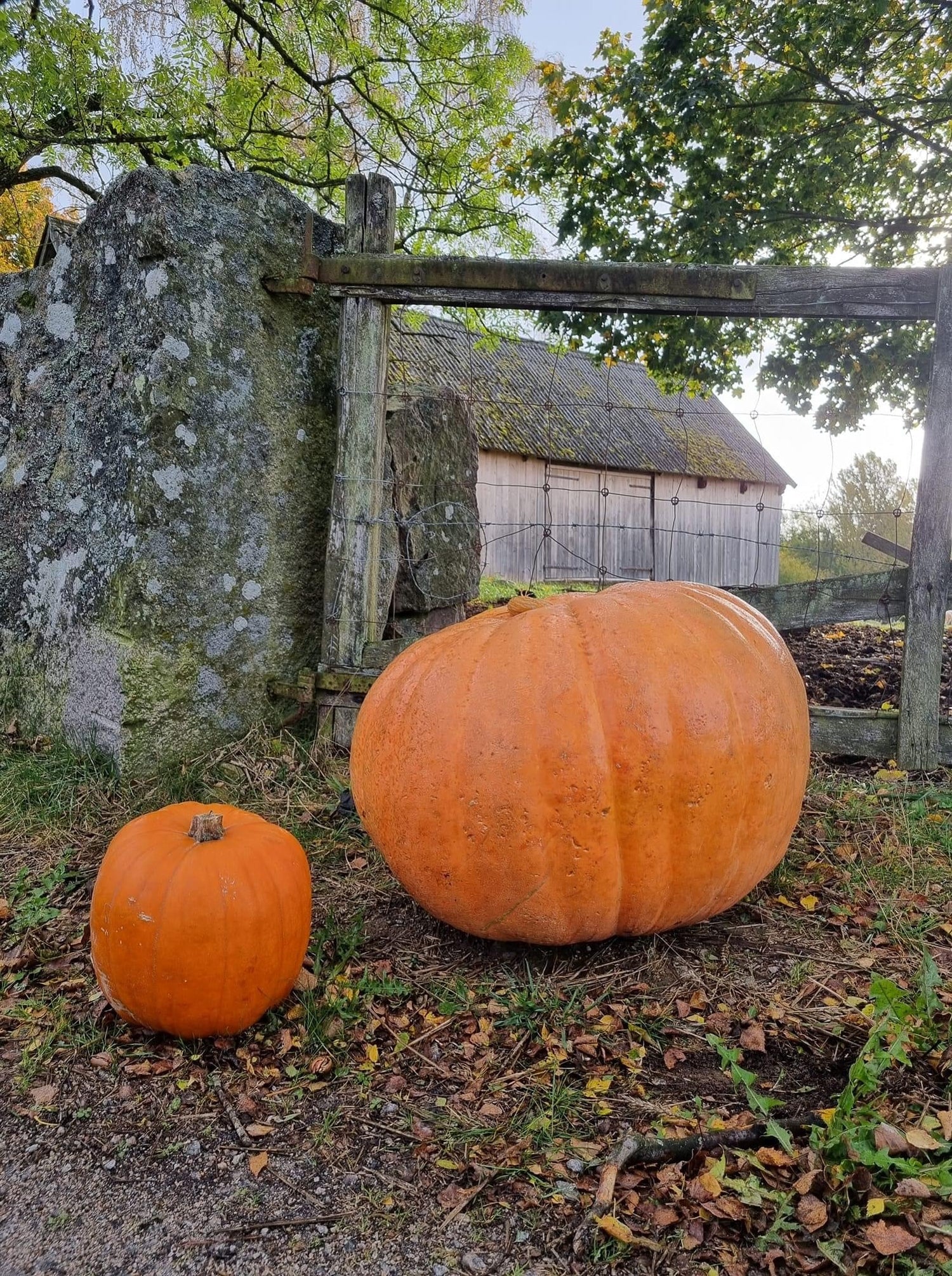 Pumpkin - Atlantic Giant