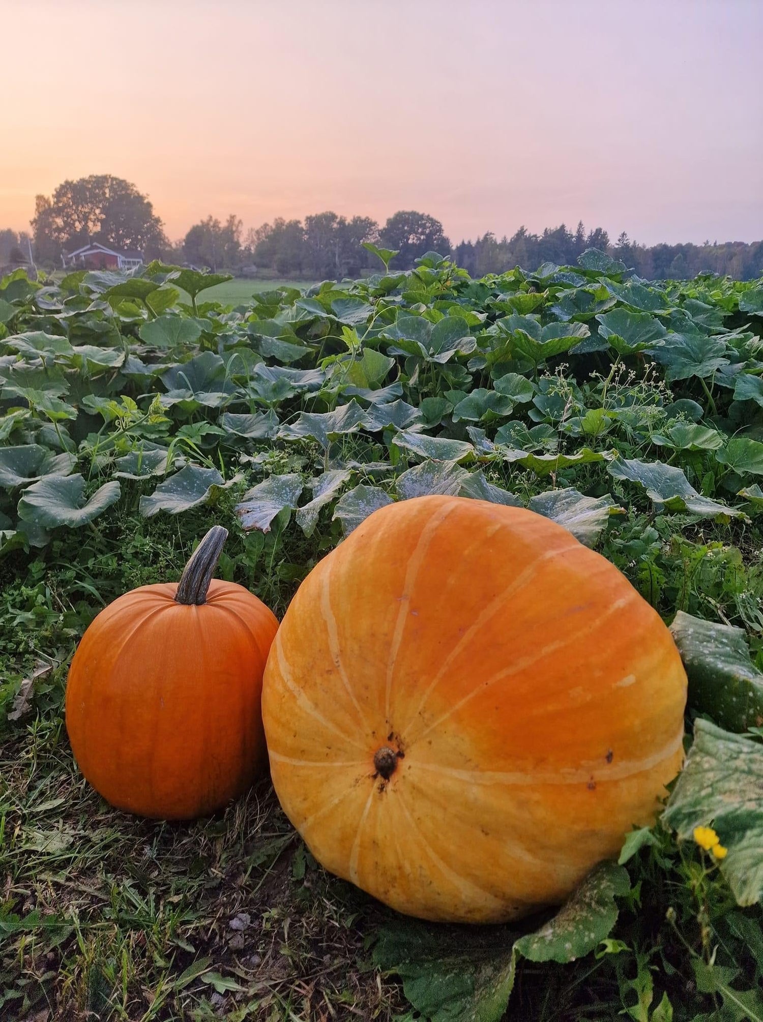 Pumpkin - Atlantic Giant