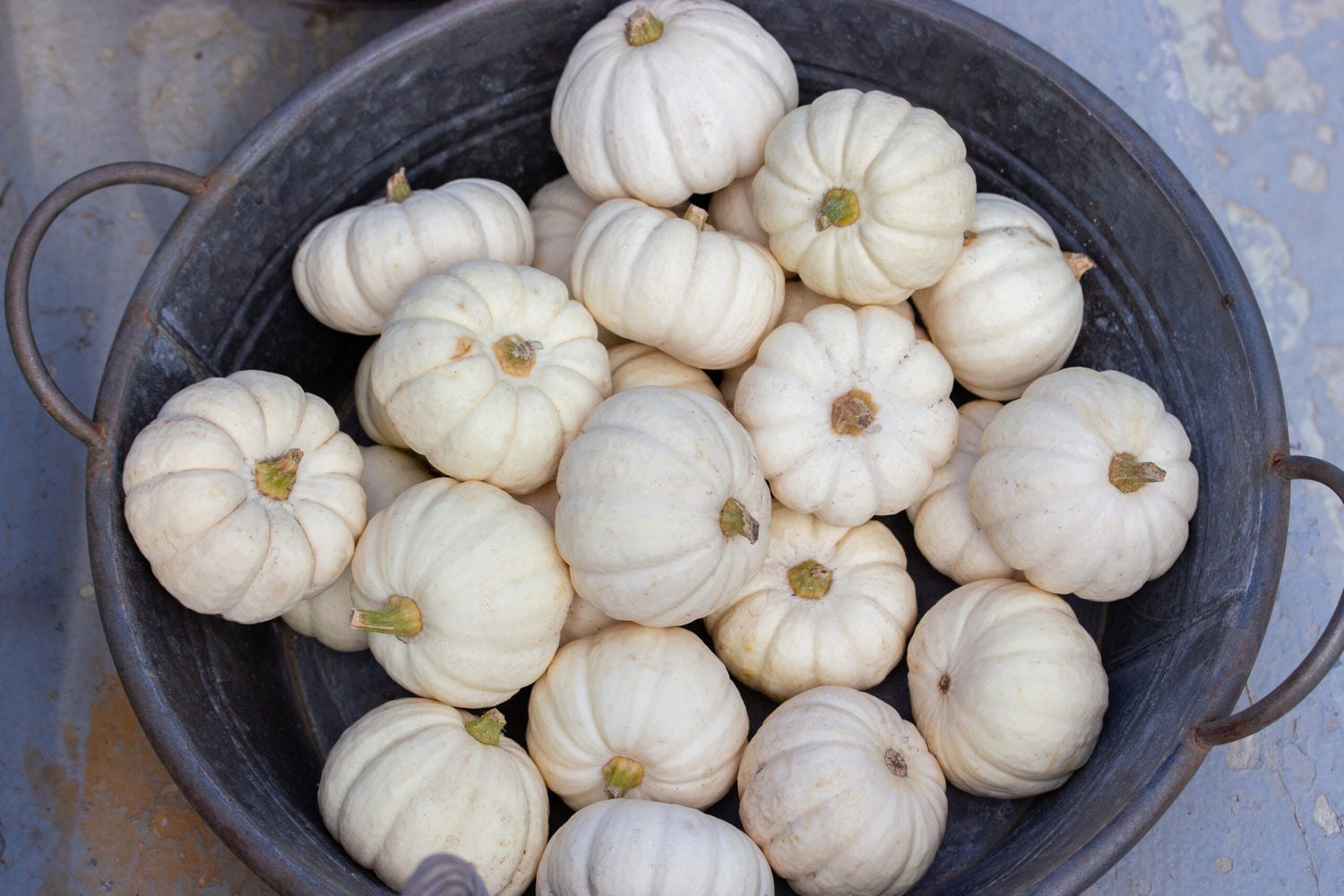 Kürbis - Atlantic Giant