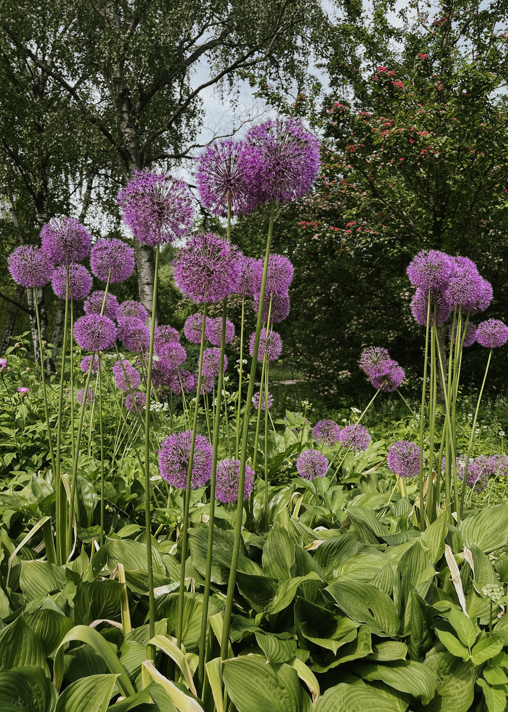 Allium - Purple Sensation Bio