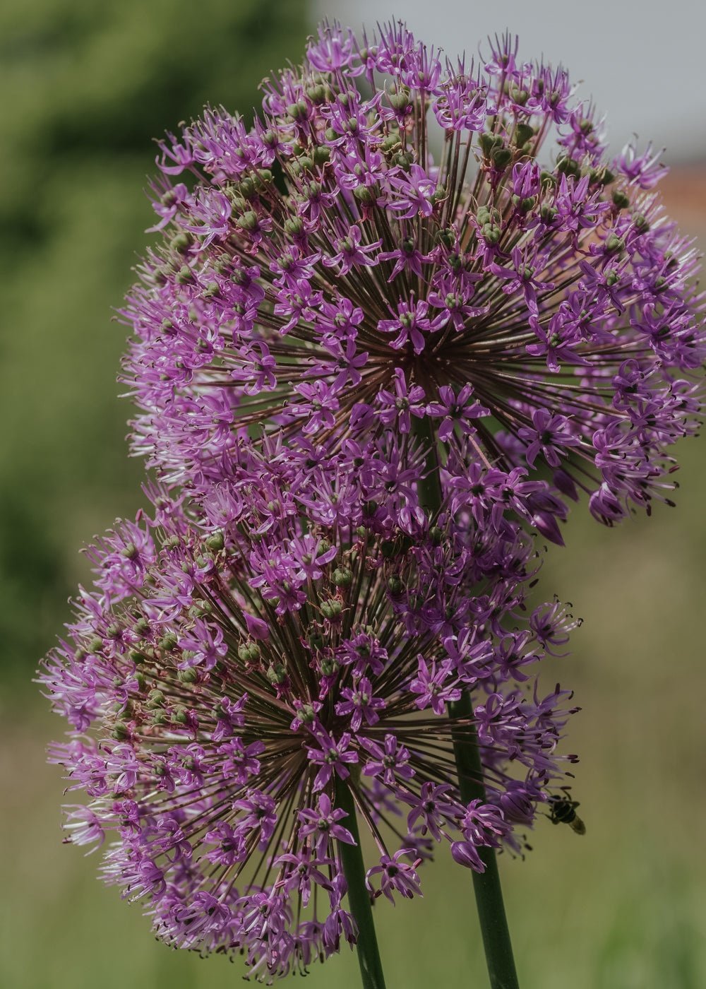 Allium - Purple Sensation EKO