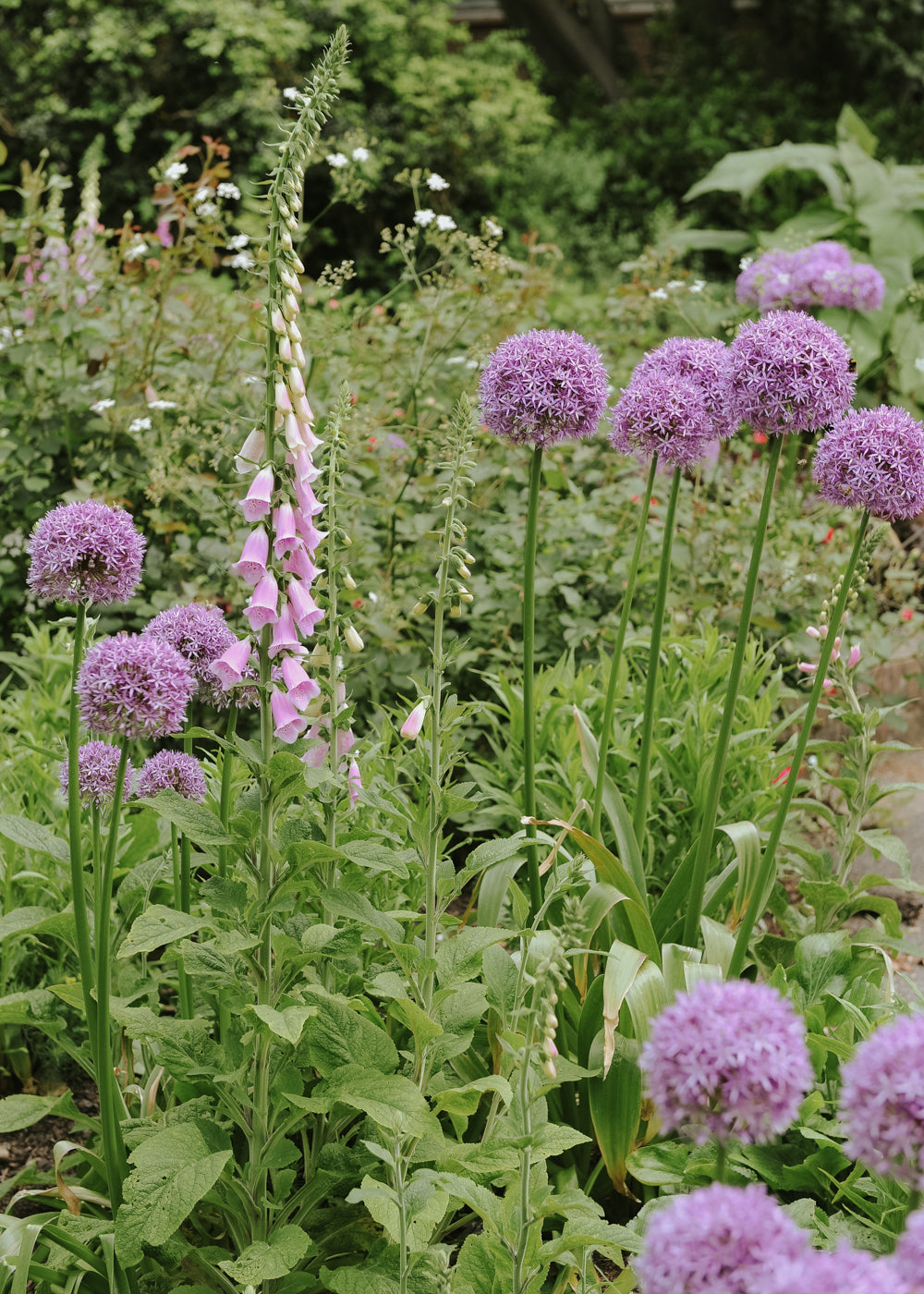 Allium - Purple Globemaster