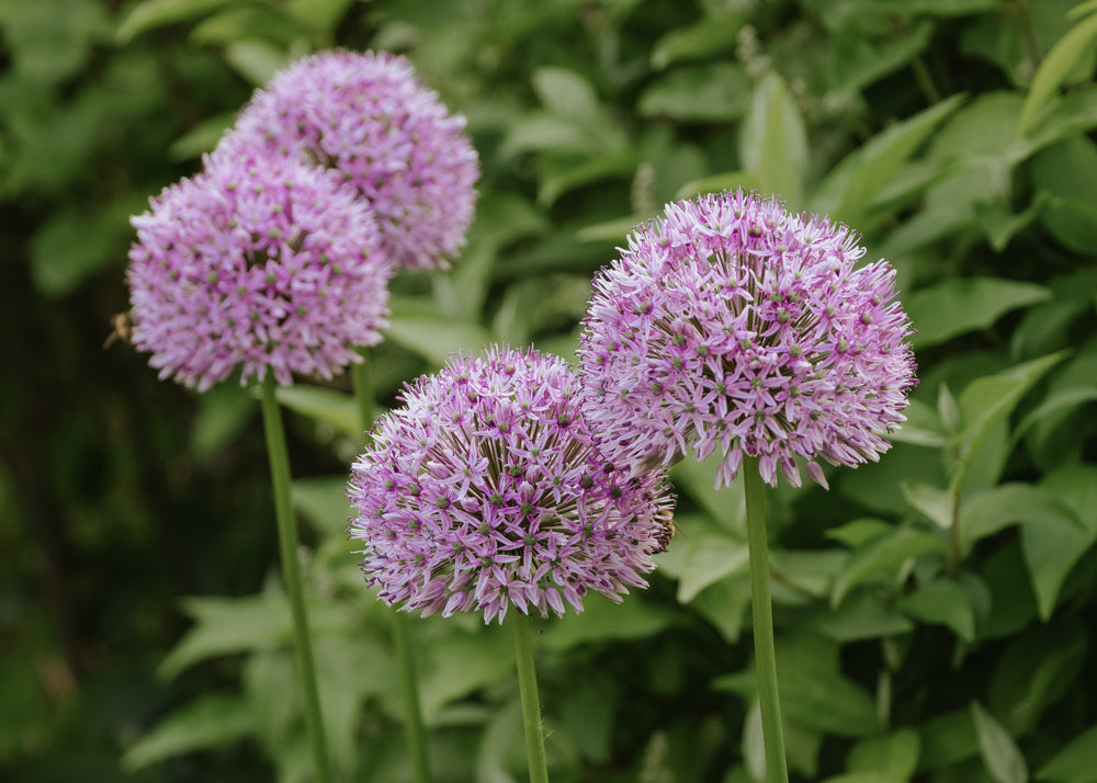 Allium - Purple Globemaster