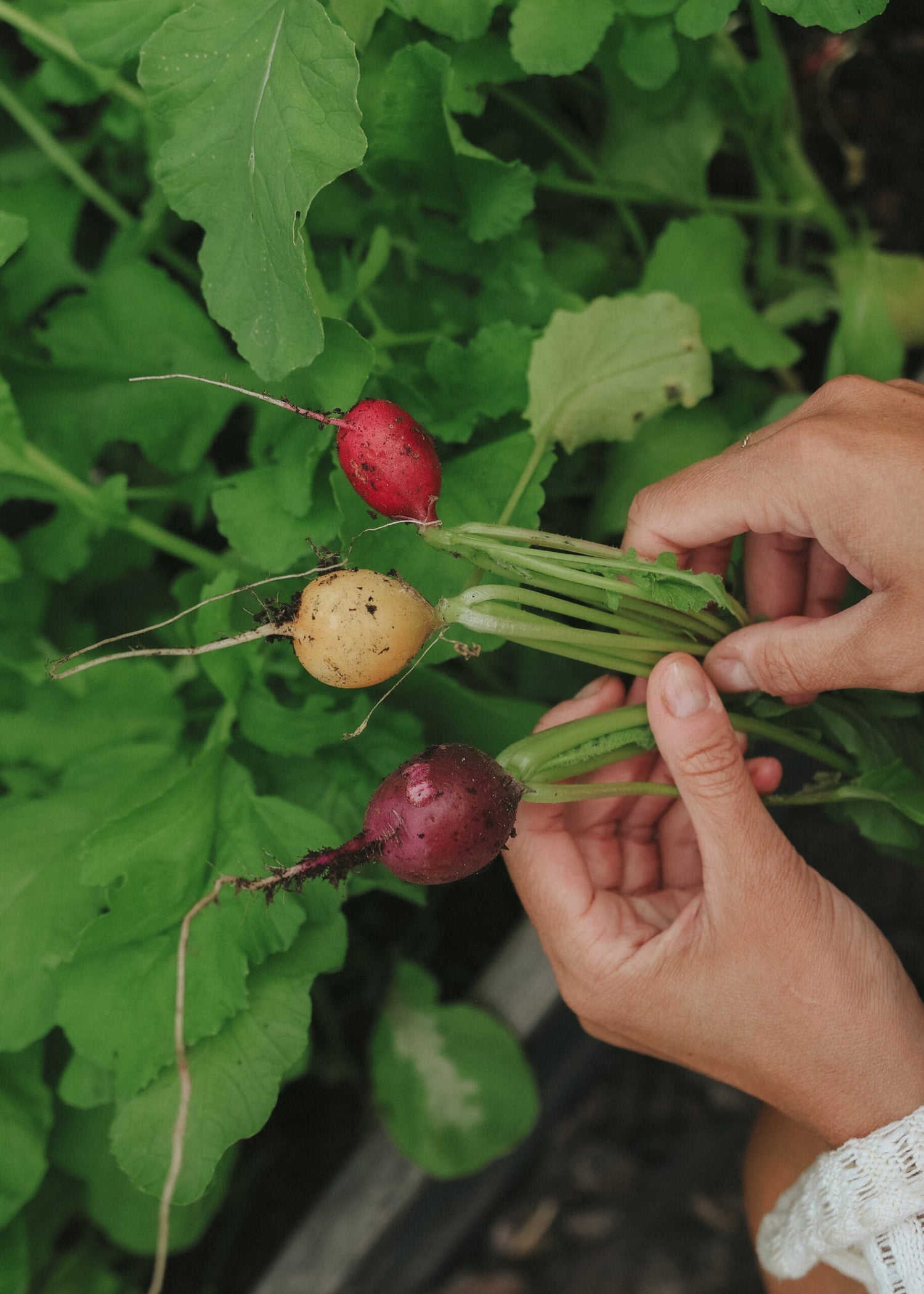 Radis - Rainbow Color Mix