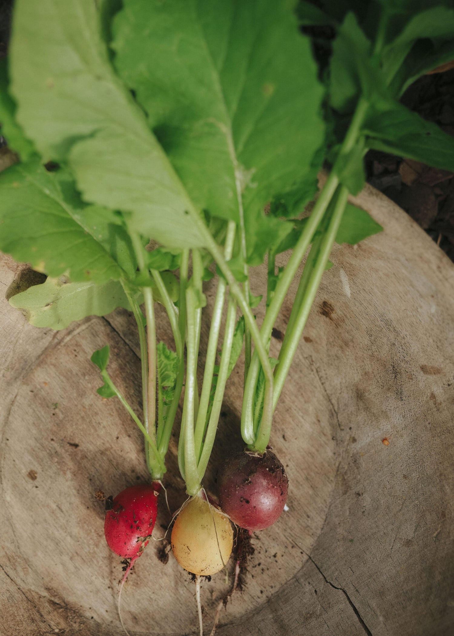 Rädisa - Rainbow color mix