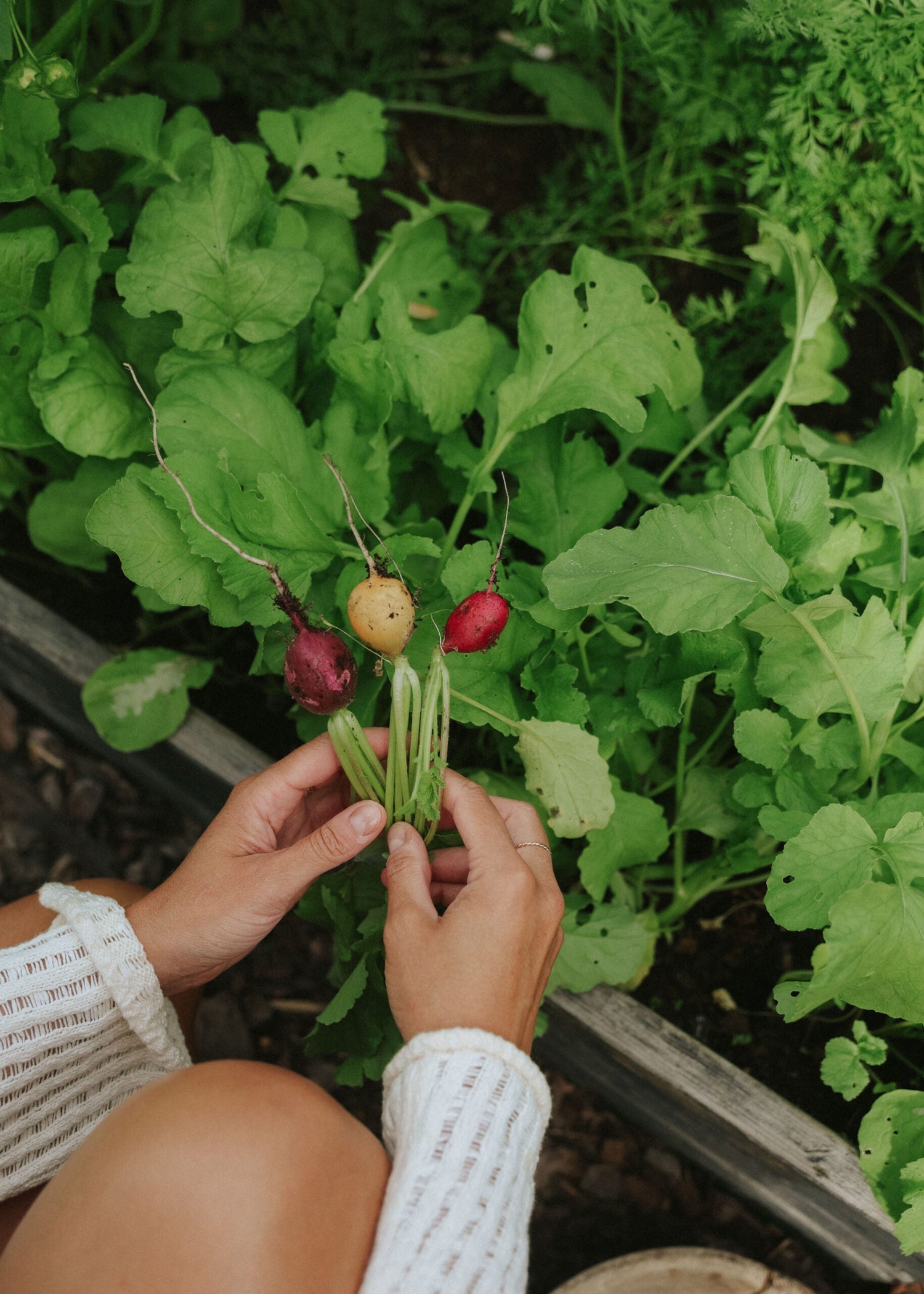 Radis - Rainbow Color Mix