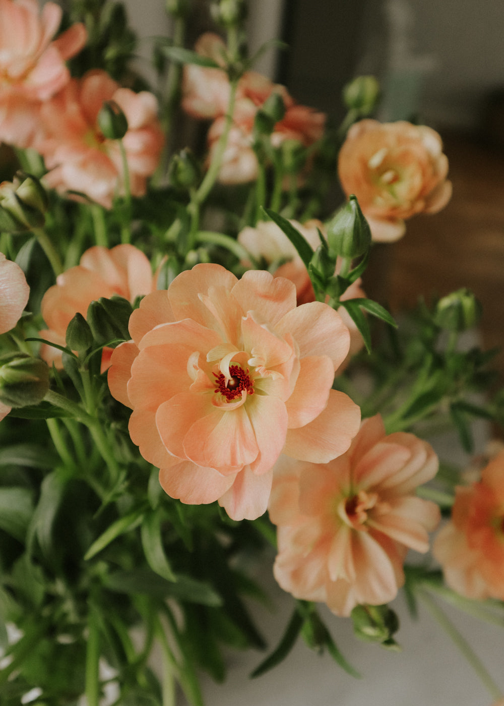 Butterfly Ranunculus – Eris