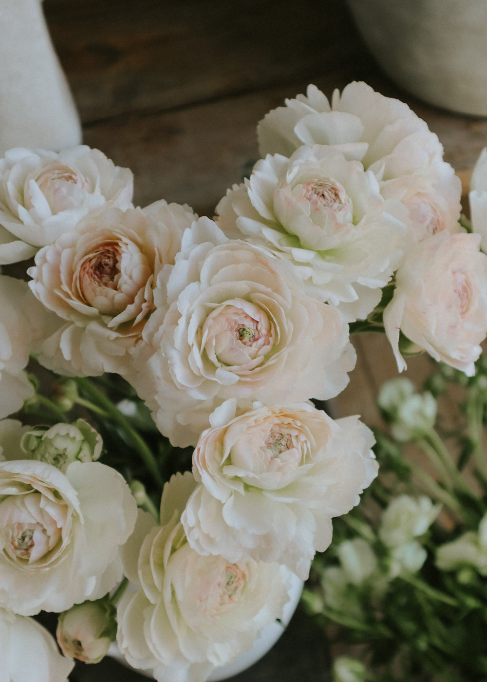Ranunculus – Romance Maritime