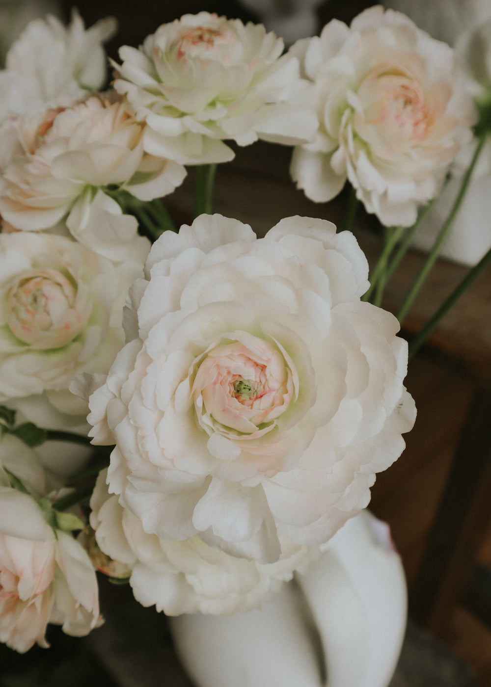 Ranunculus – Romance Maritime