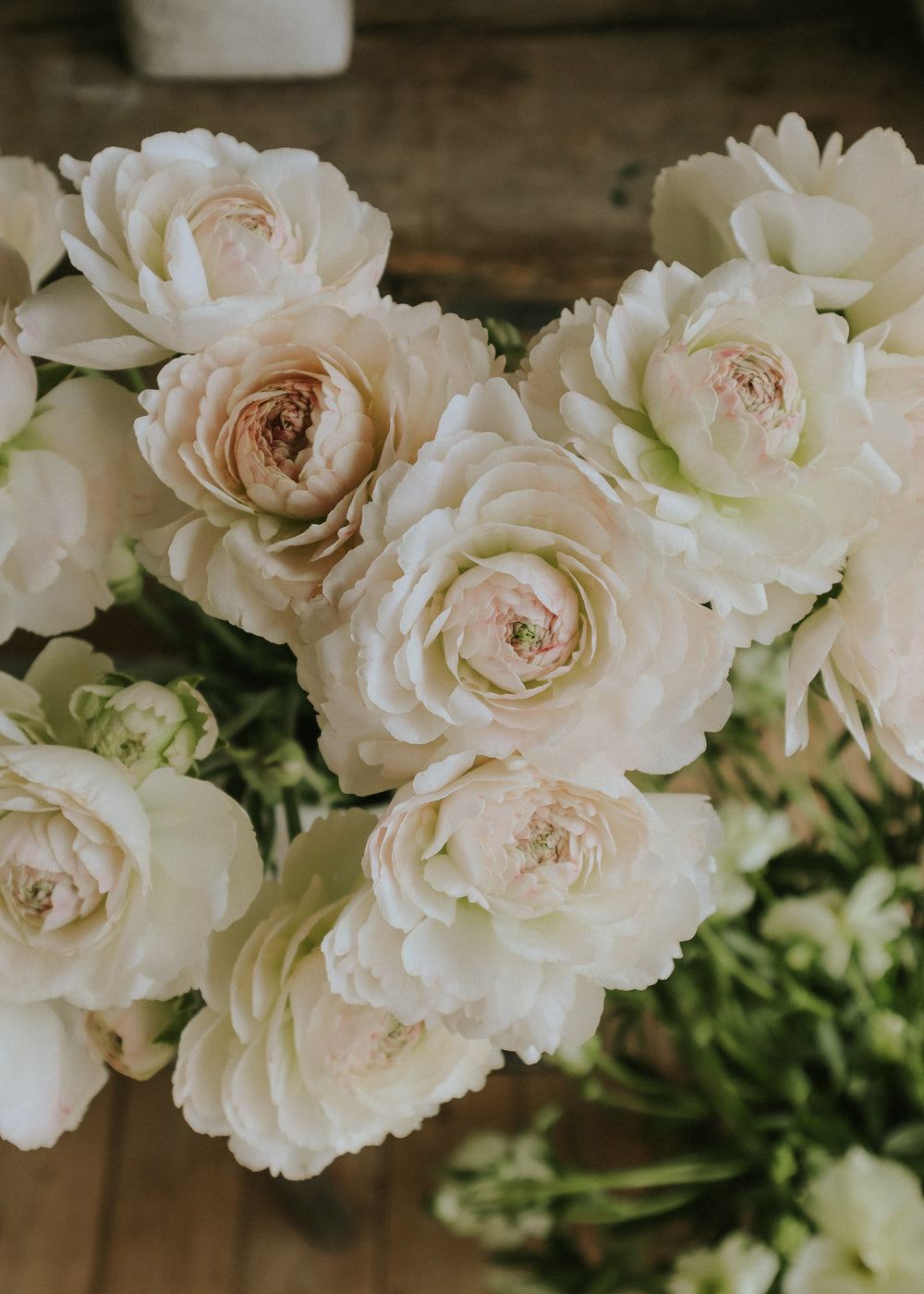 Ranunculus – Romance Maritime