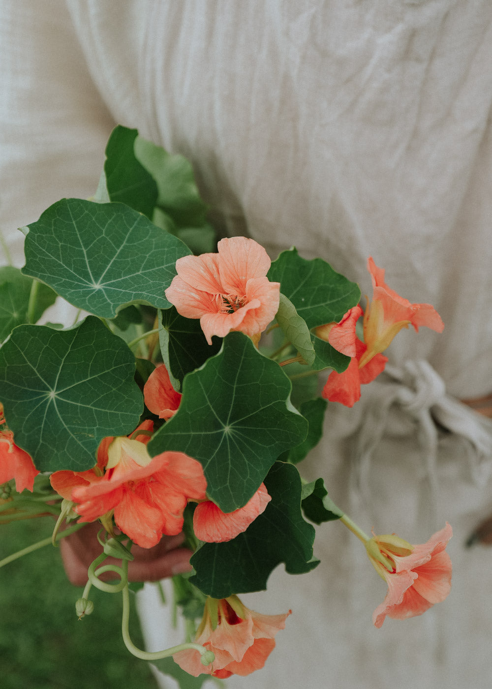 Buskkrasse - Salmon Baby