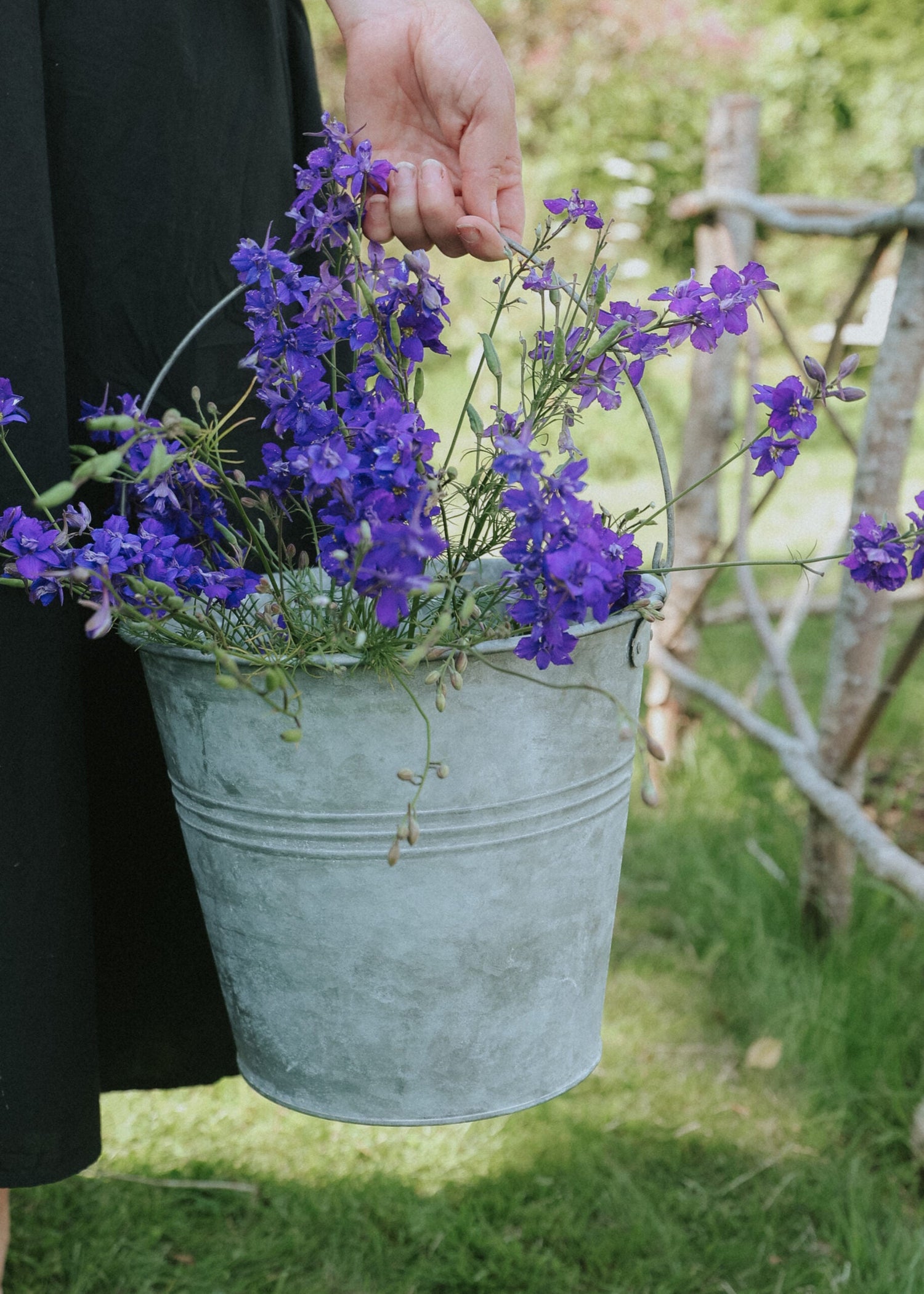 Larkspur - Blue Spire
