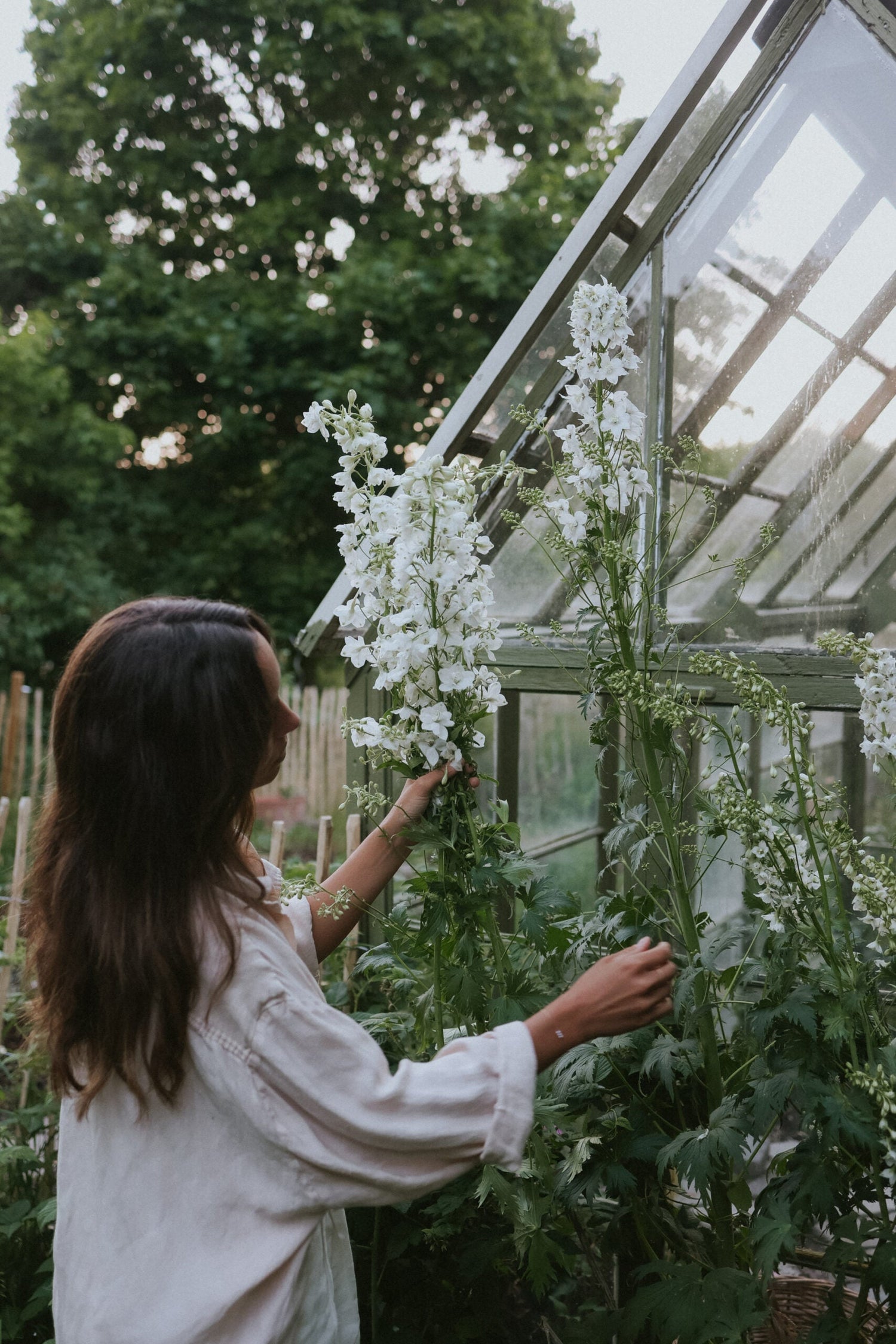 Riddarsporre - Candle White Shades