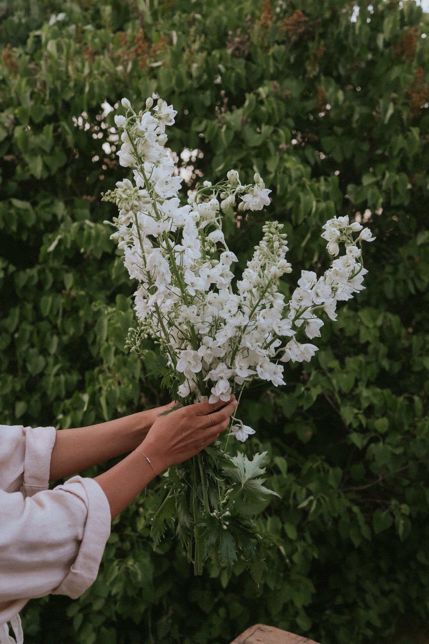 Larkspur - Candle White Shades
