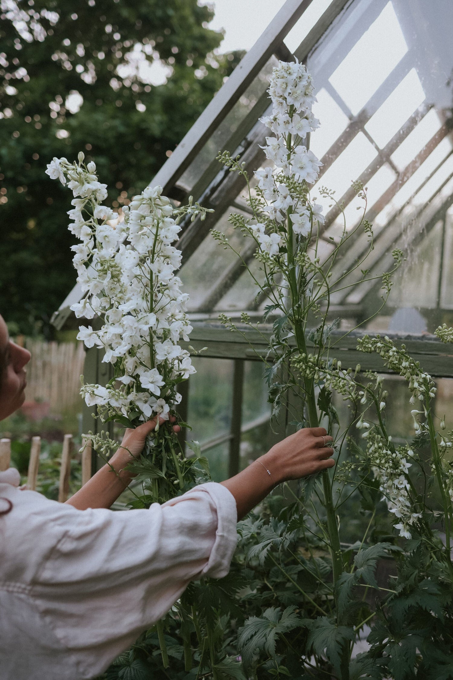 Larkspur - Candle White Shades
