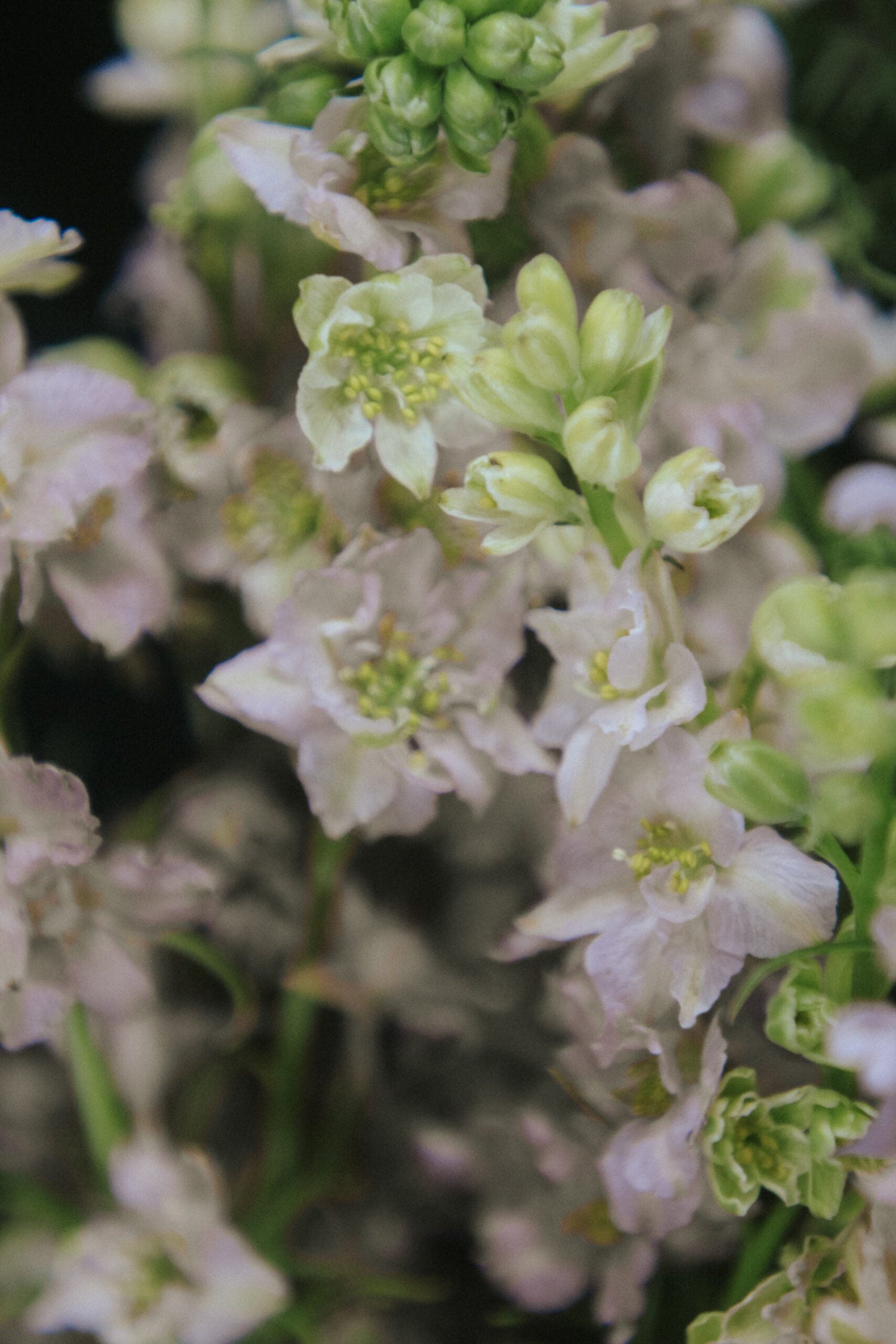 Larkspur - Fancy Smoke Eyes