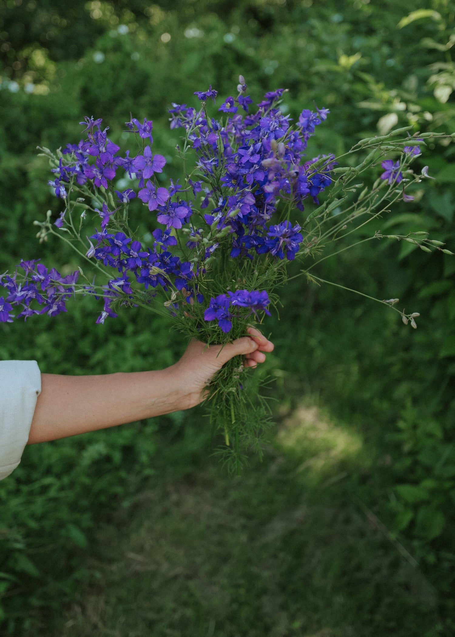Larkspur - Blue Spire