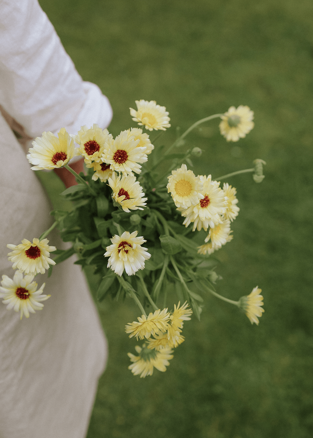 Marigold - Ivory Princess