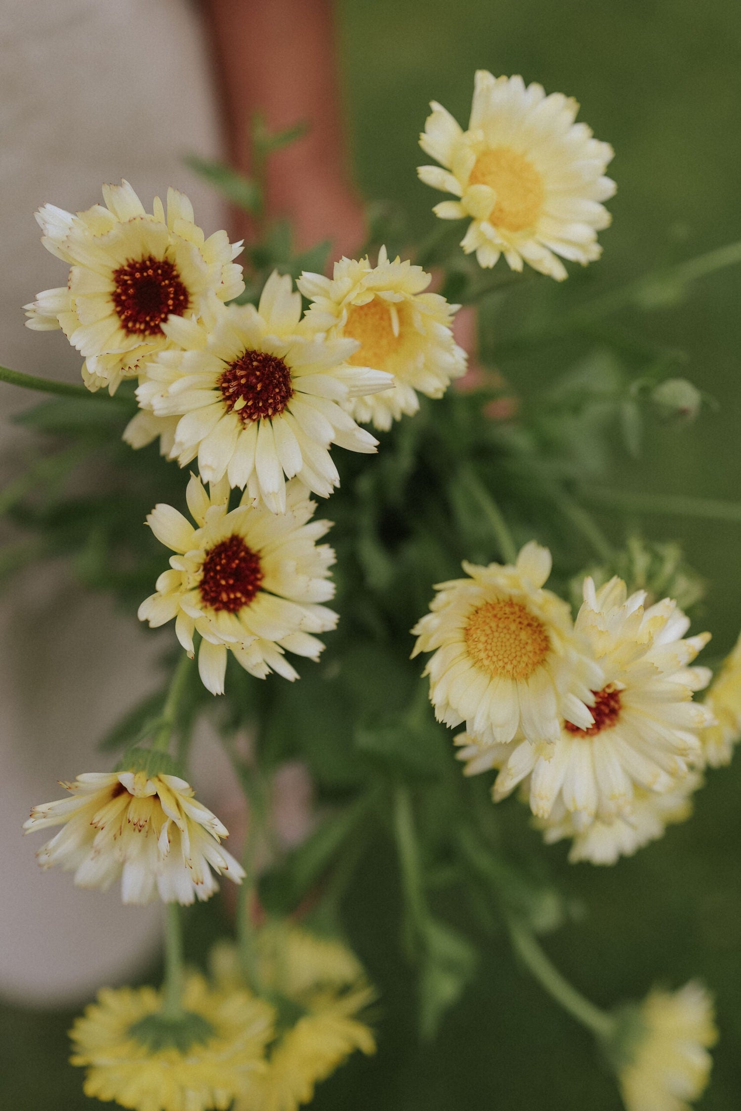 Marigold - Ivory Princess